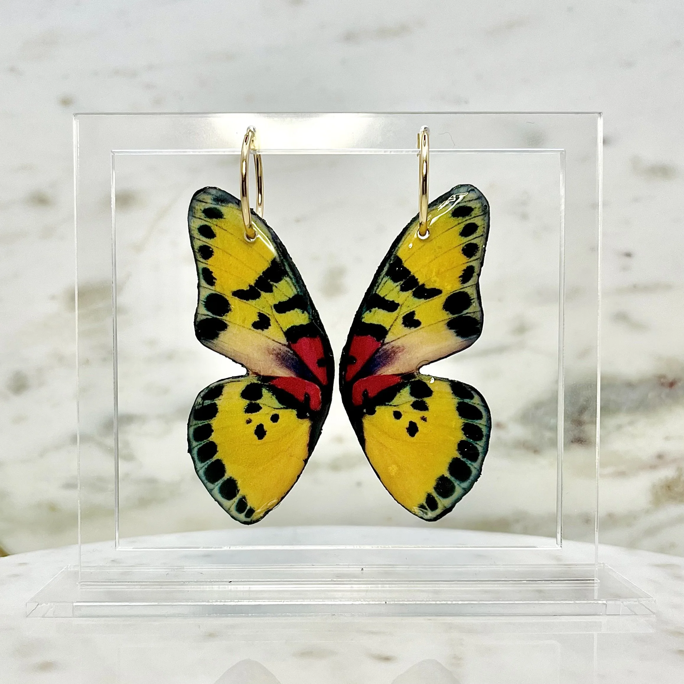 Euphaedra Butterfly Wing Earrings