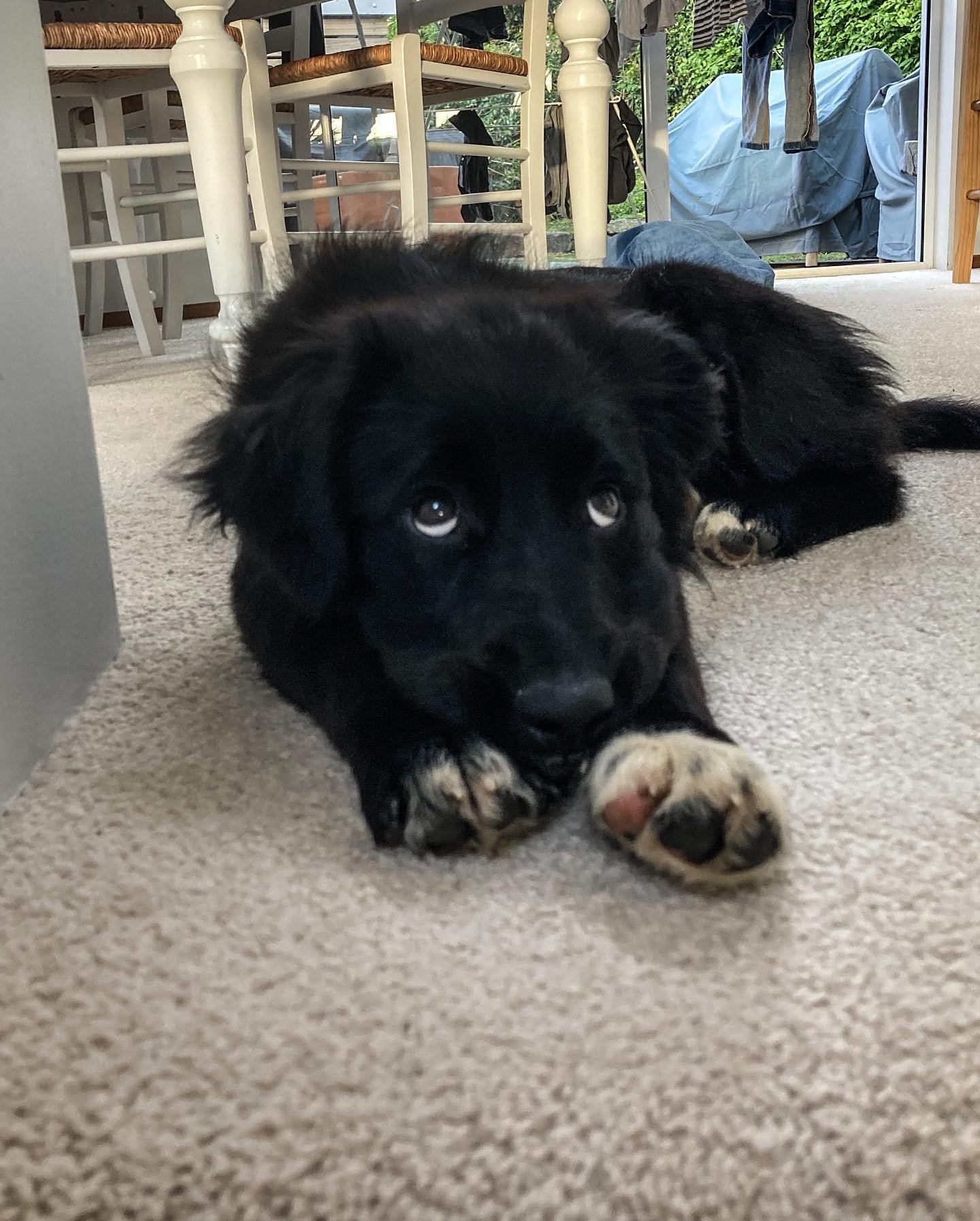 Tough first day at work  for our new recruit Olive. Her main skills:  Eating things that aren&rsquo;t food, sleeping, and puppy eyes 🥺 
Welcome to the team Olive!