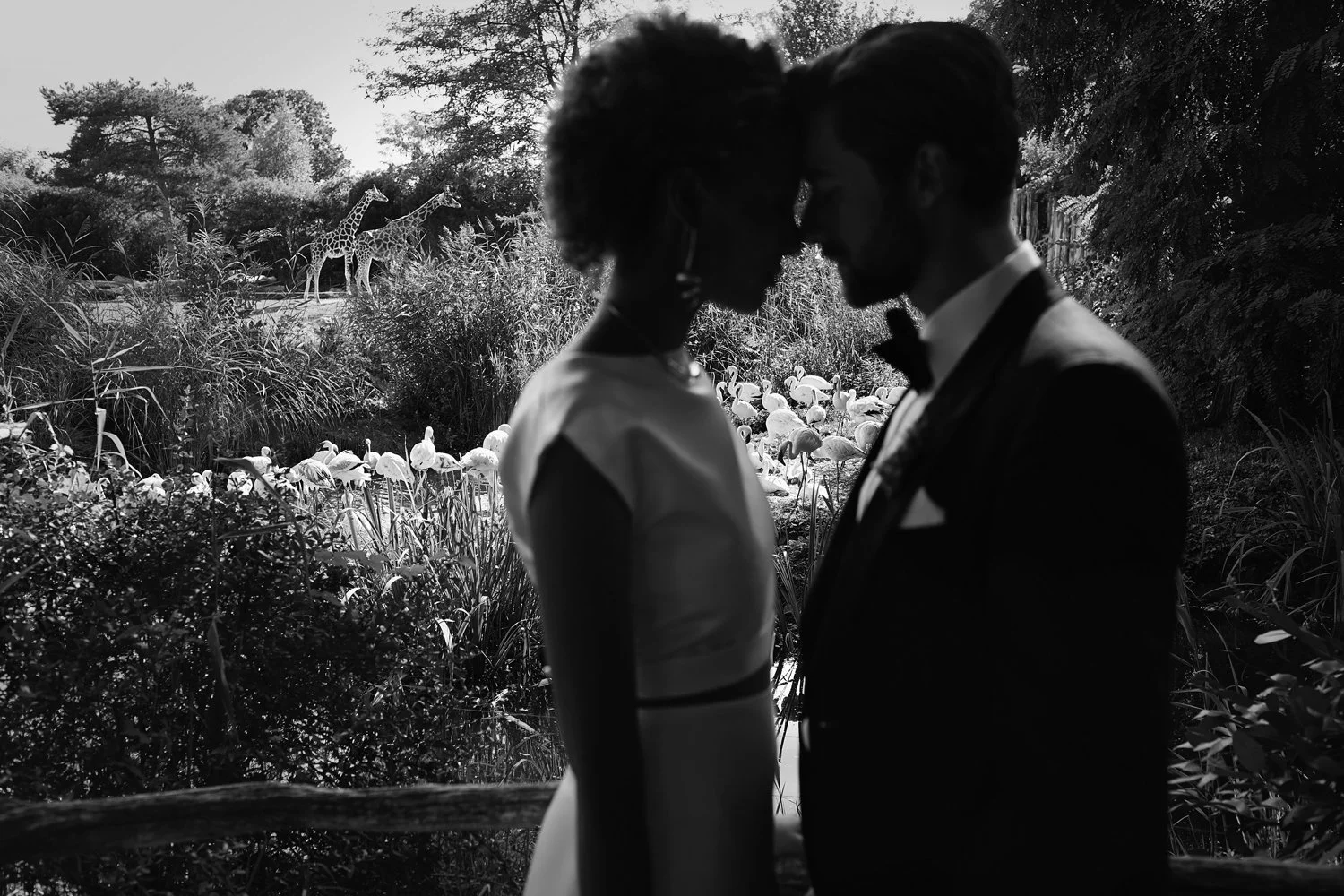 Ein Bild von einem Brautpaar, was vorne in der Unschärfe steht, während die Schärfe auf ein Giraffenpärchen im Hintergrund ausgerichtet ist