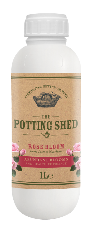 Rose bloom