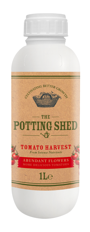 Tomato Harvest