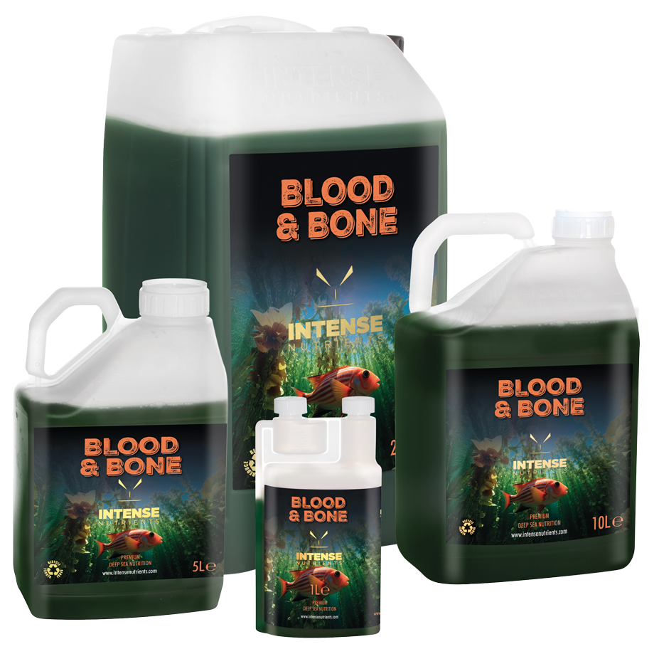 Blood & Bone (NEW!)