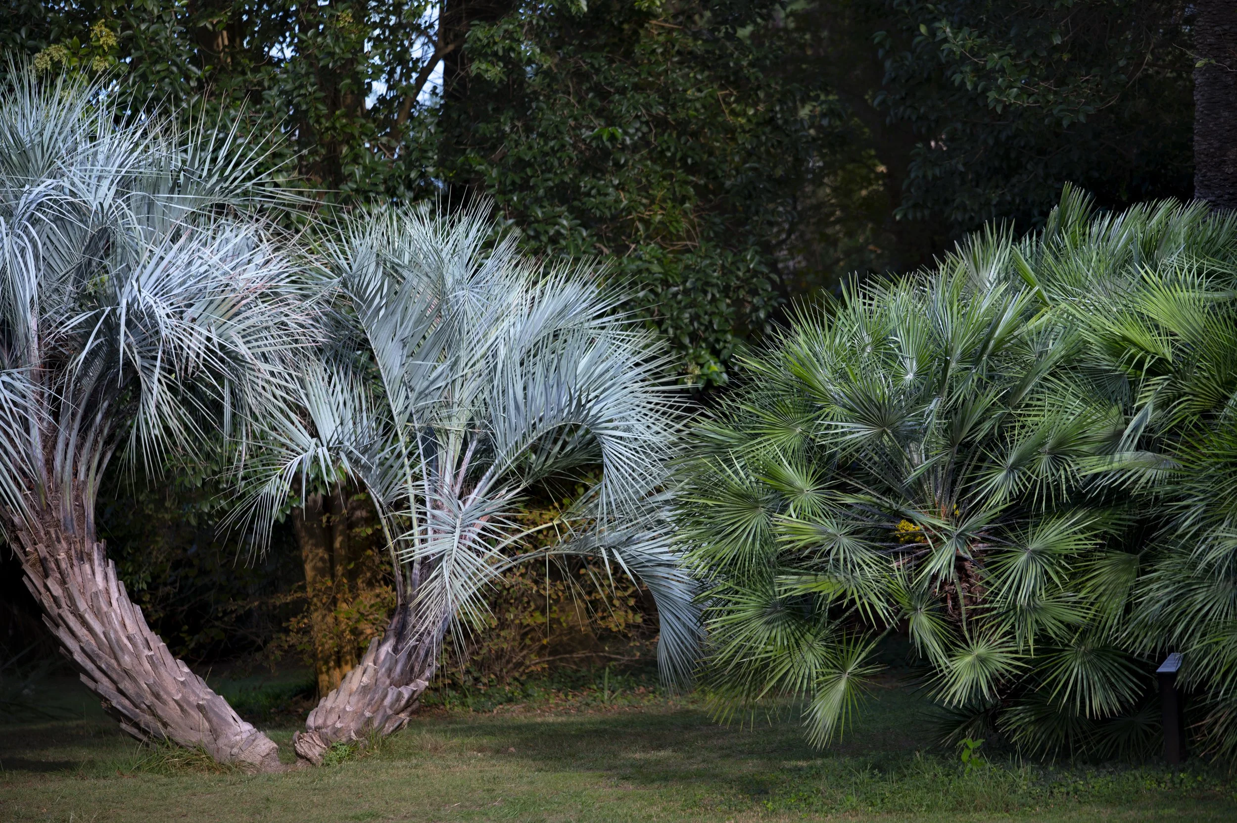 Paysages, Montagne, Mer, Eau, Terre, Lac, Fleur, Nature, Randonnée, Perpignan, Paris, Pyrénées-Orientales, Occitanie, Neige, Halpe d'Huez, ski; Juliette Jem; Photographe; Evènement; Entreprise