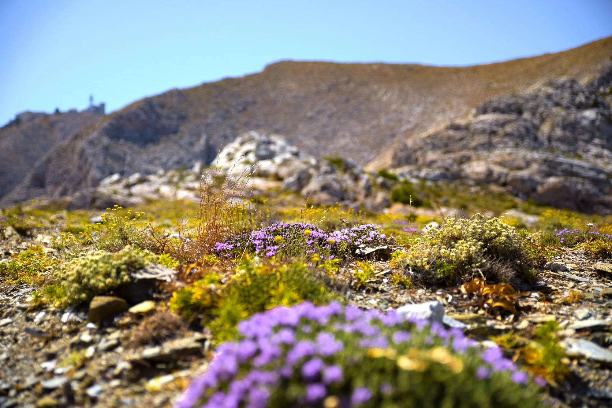 Paysages, Montagne, Mer, Eau, Terre, Lac, Fleur, Nature, Randonnée, Perpignan, Paris, Pyrénées-Orientales, Occitanie, 