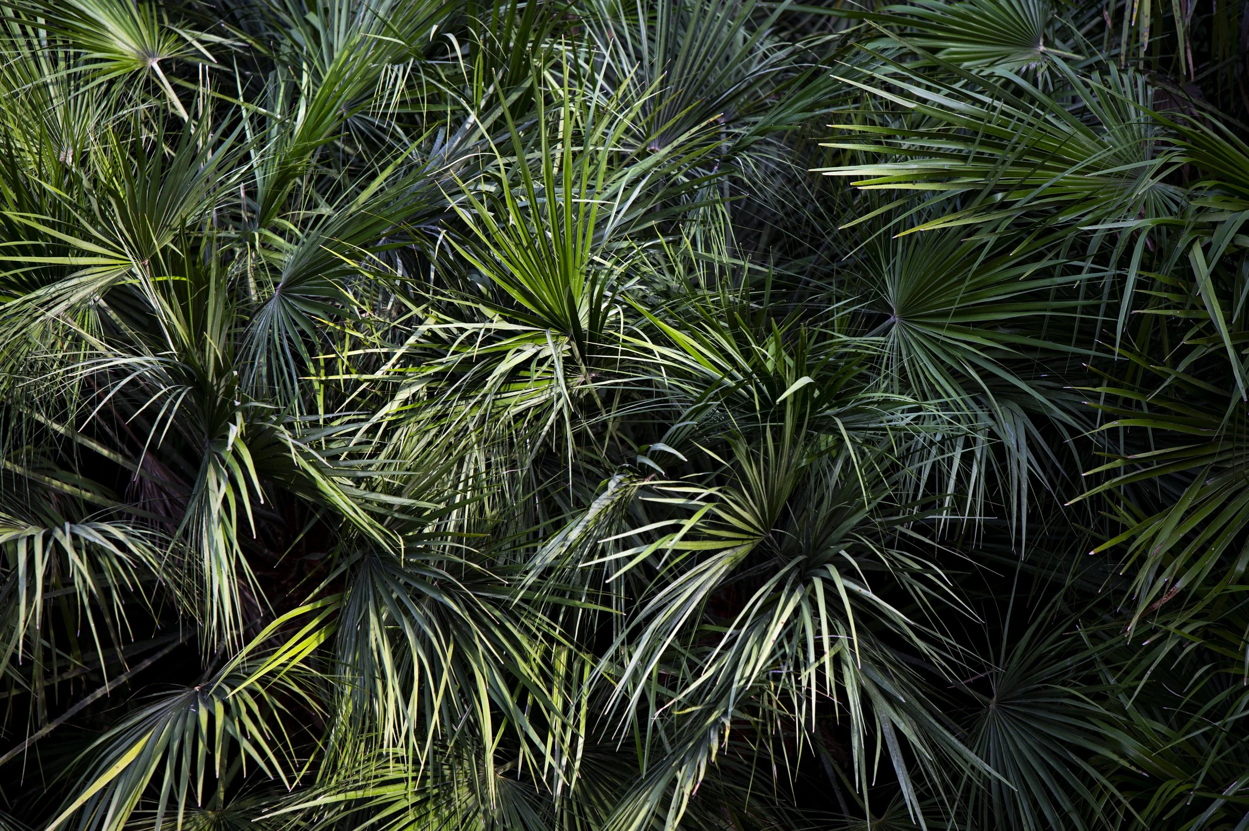 Paysages, Montagne, Mer, Eau, Terre, Lac, Fleur, Nature, Randonnée, Perpignan, Paris, Pyrénées-Orientales, Occitanie, Neige, Halpe d'Huez, ski; Juliette Jem; Photographe; Evènement; Entreprise
