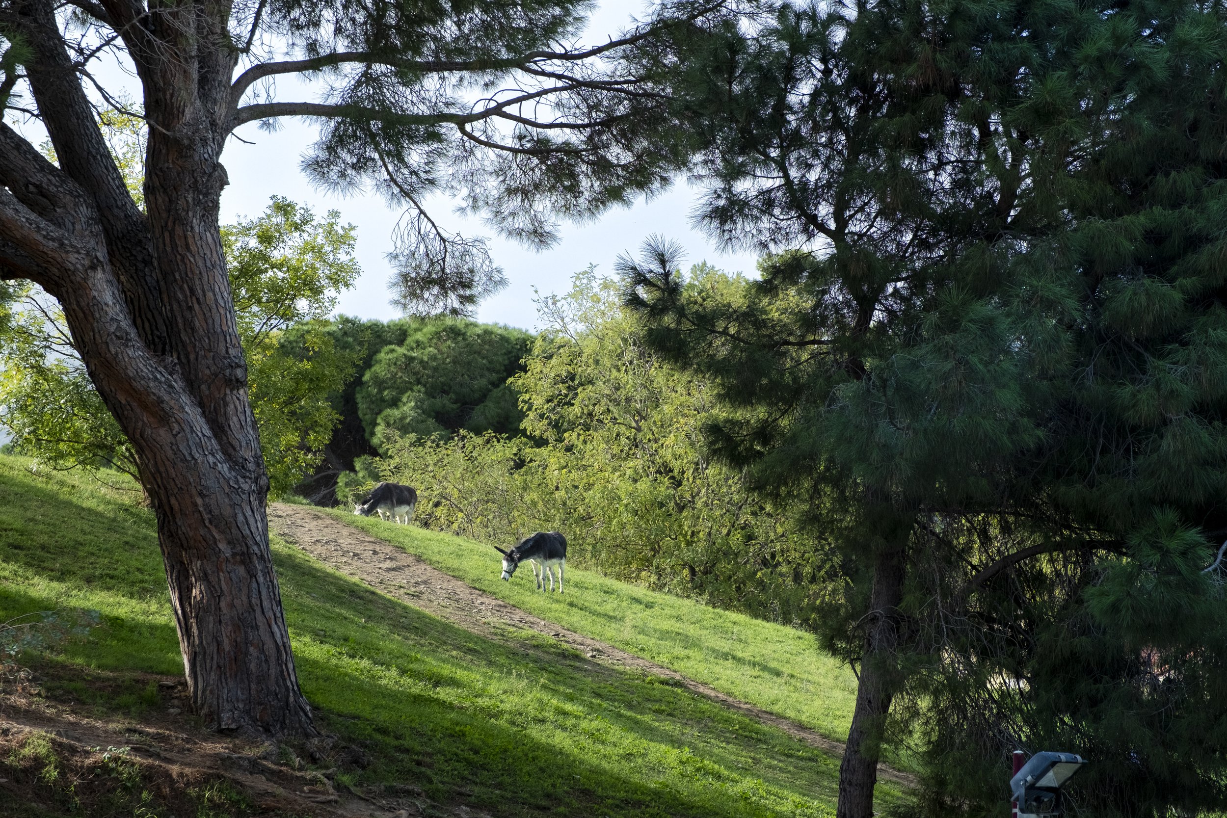 Paysages, Montagne, Mer, Eau, Terre, Lac, Fleur, Nature, Randonnée, Perpignan, Paris, Pyrénées-Orientales, Occitanie, 