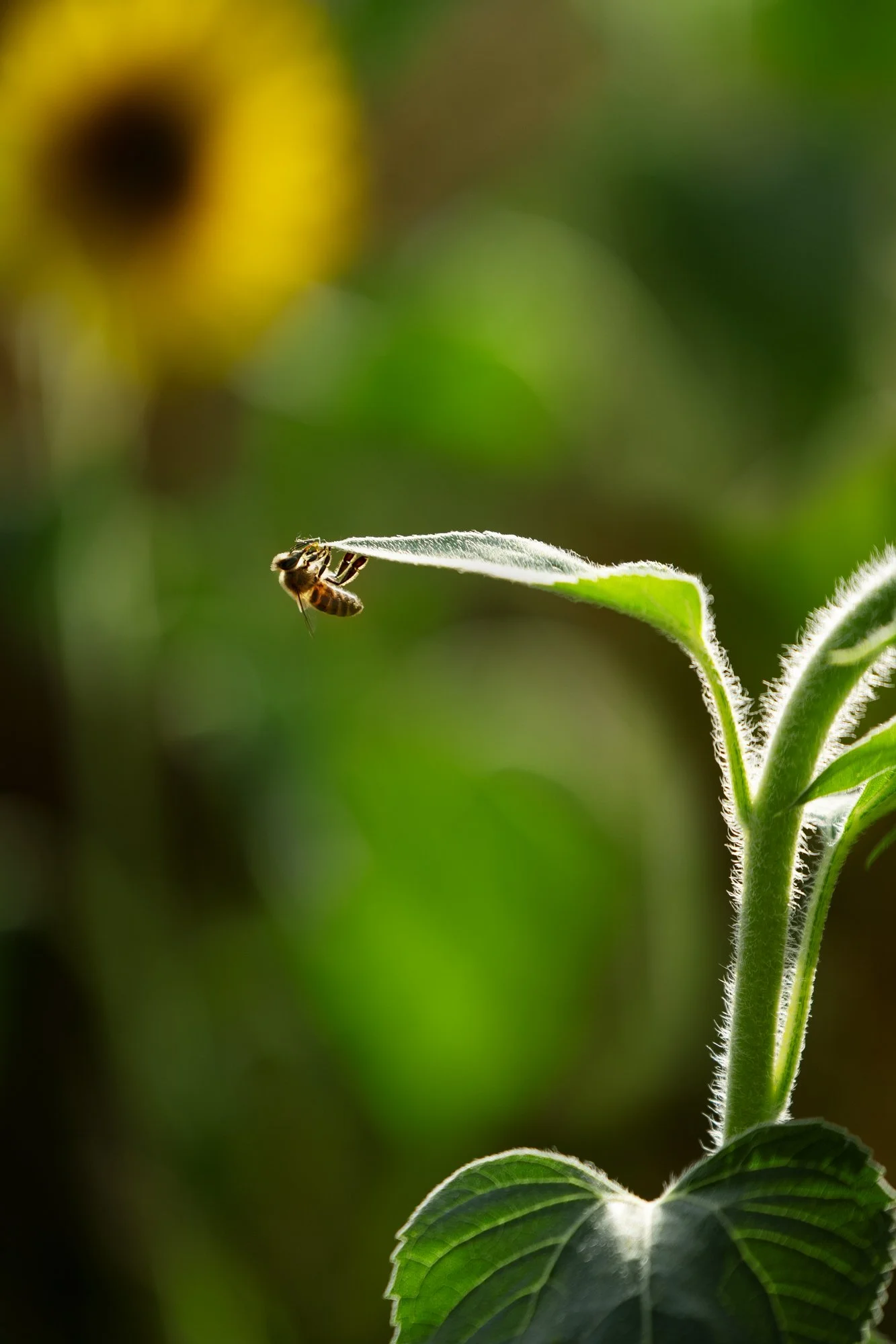 Abeille Miel Paris Perpignan Entreprise Société Paris Perpignan France ; Portrait Professionnel Paris Expert-Comptable N&B Paris Perpignan France ; Portrait Professionnel; Paris; Perpignan; Montpellier; France; Sud; Photo; Qualité; Juliette Jem; Avoc