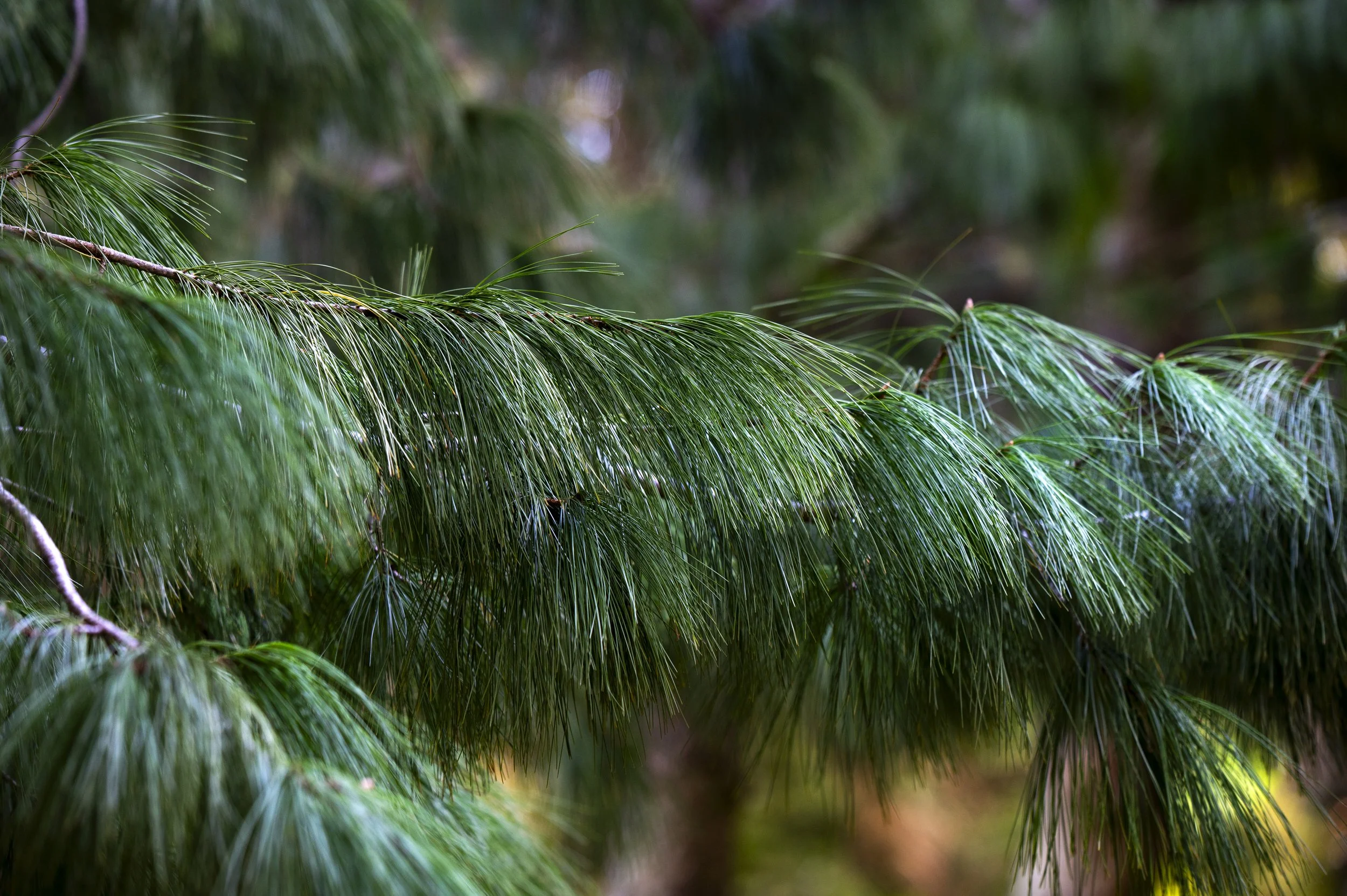 Paysages, Montagne, Mer, Eau, Terre, Lac, Fleur, Nature, Randonnée, Perpignan, Paris, Pyrénées-Orientales, Occitanie, Neige, Halpe d'Huez, ski; Juliette Jem; Photographe; Evènement; Entreprise