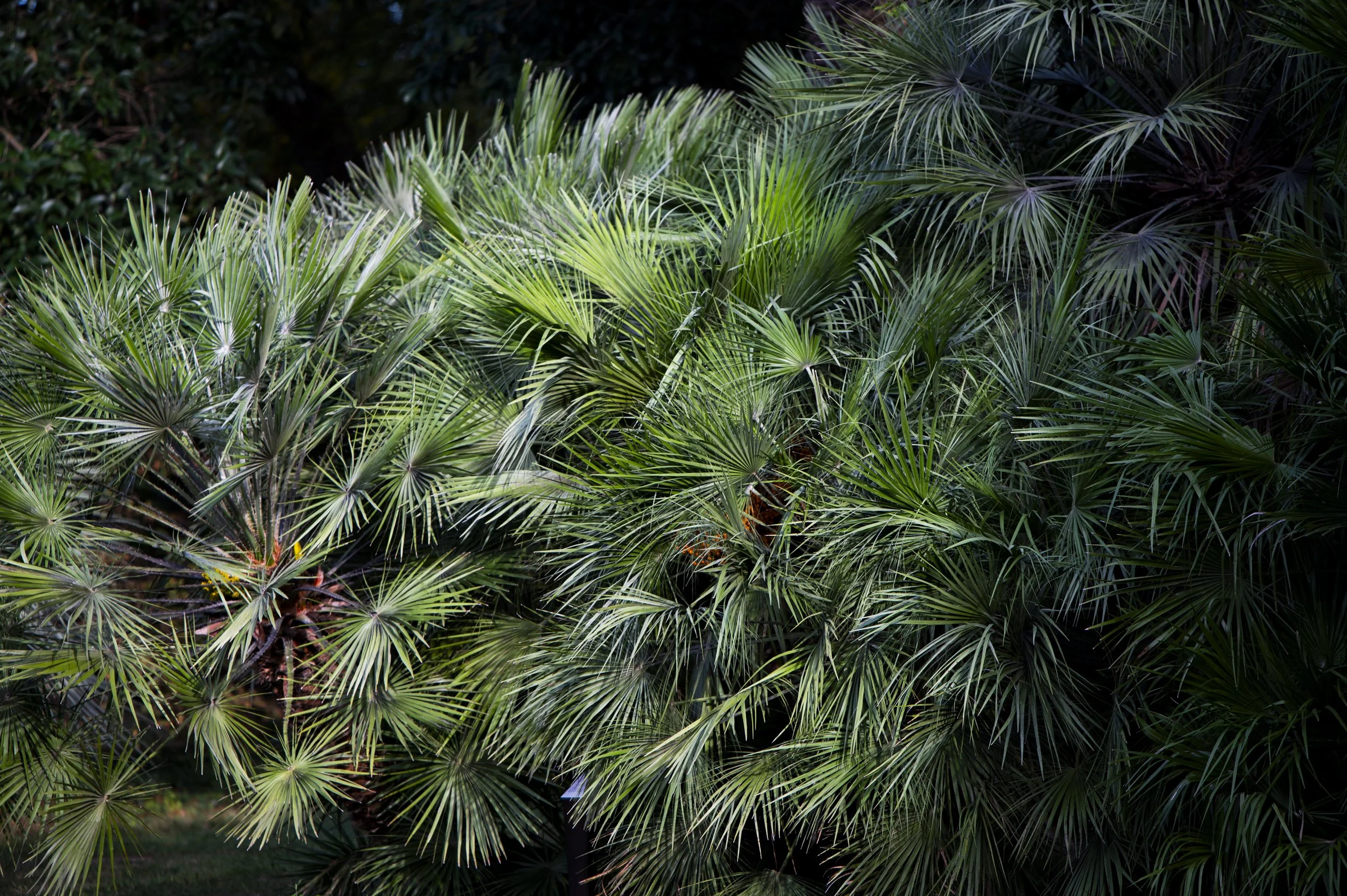 Paysages, Montagne, Mer, Eau, Terre, Lac, Fleur, Nature, Randonnée, Perpignan, Paris, Pyrénées-Orientales, Occitanie, Neige, Halpe d'Huez, ski; Juliette Jem; Photographe; Evènement; Entreprise