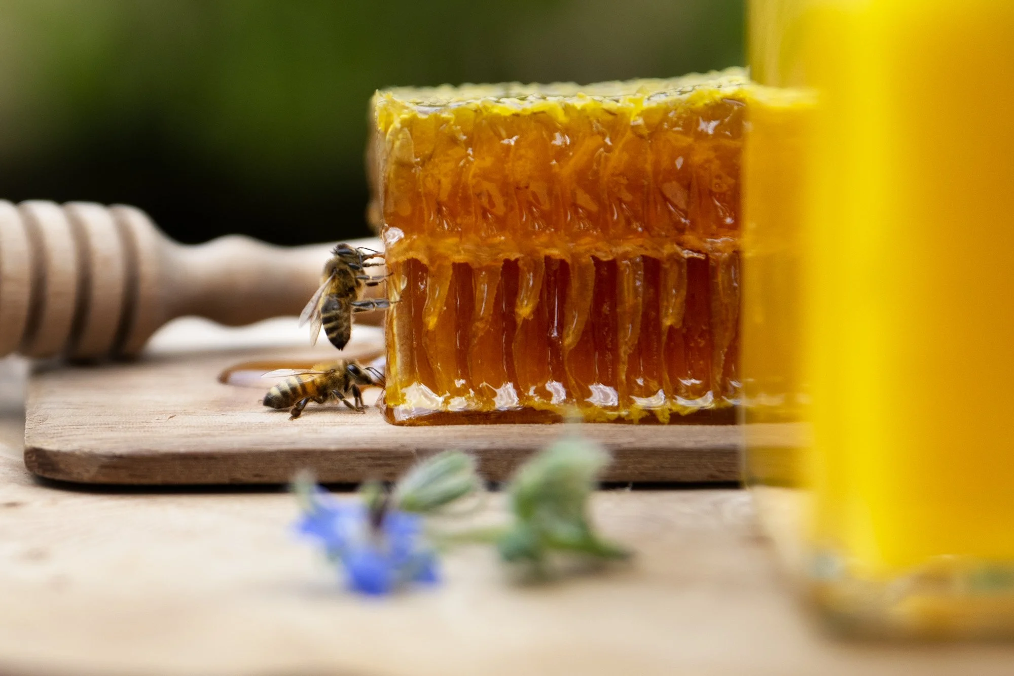 Abeilles Miel Nature Evenement Perpignan Paris 