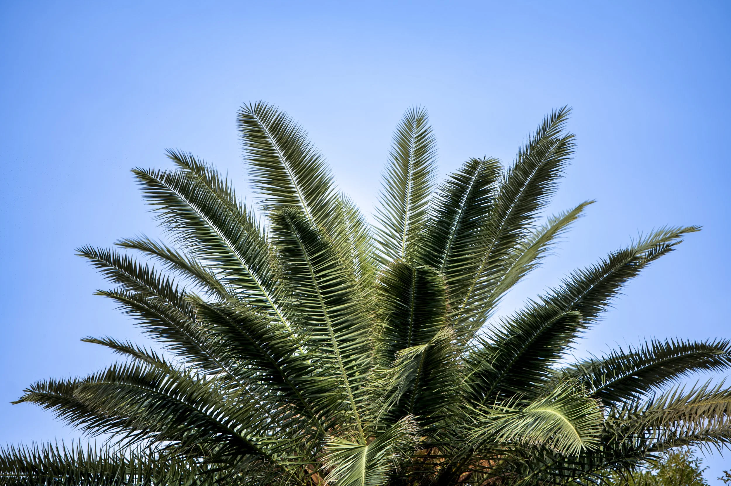 Paysages, Montagne, Mer, Eau, Terre, Lac, Fleur, Nature, Randonnée, Perpignan, Paris, Pyrénées-Orientales, Occitanie, Neige, Halpe d'Huez, ski; Juliette Jem; Photographe; Evènement; Entreprise