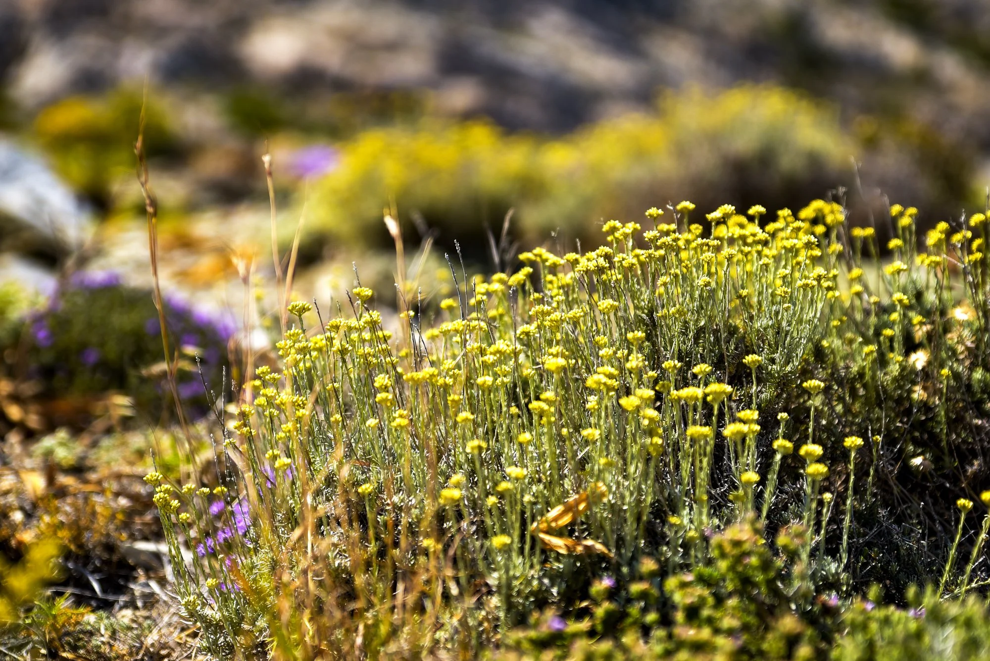 Paysages, Montagne, Mer, Eau, Terre, Lac, Fleur, Nature, Randonnée, Perpignan, Paris, Pyrénées-Orientales, Occitanie, Voyages