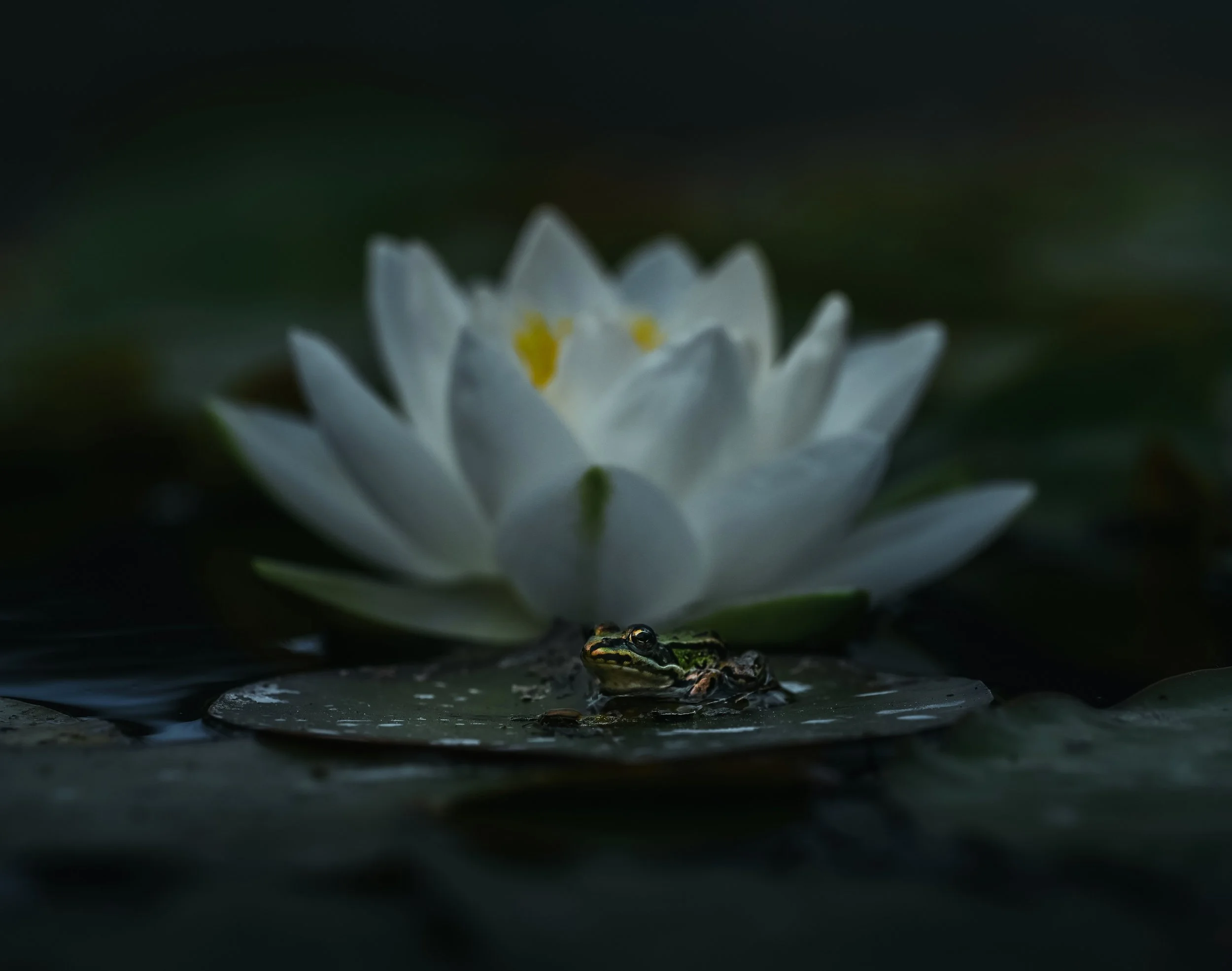 Frog Master.jpg