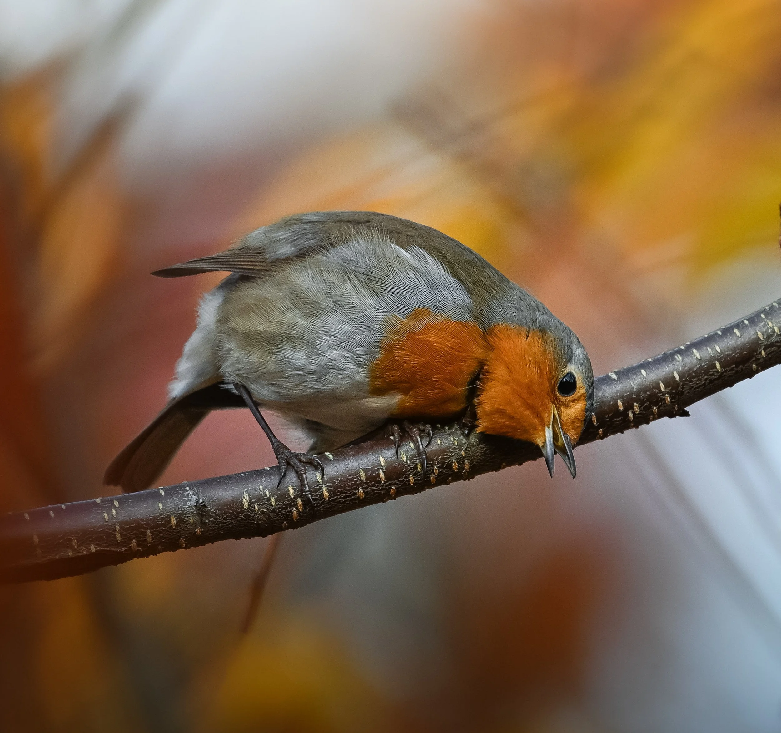 DSC_8521.JPG