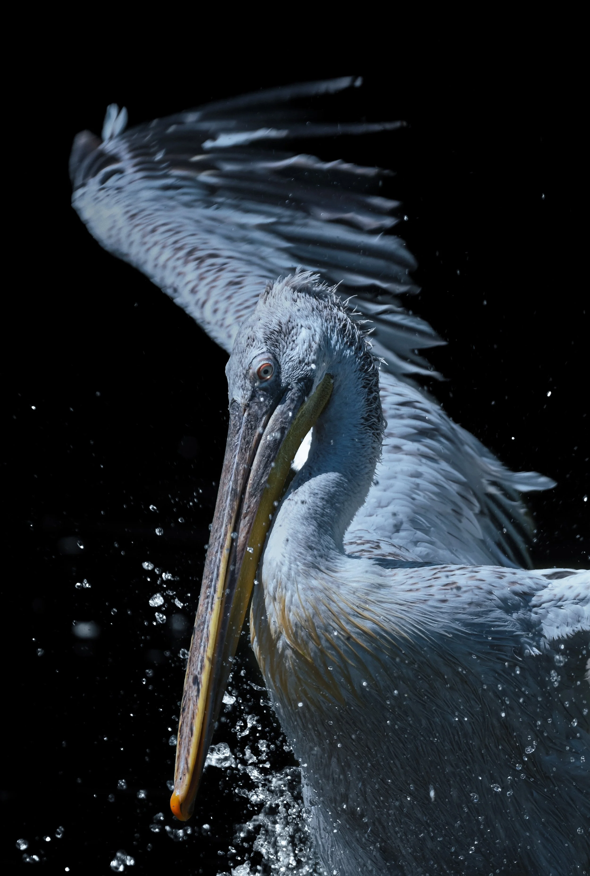 Pelican Art Expression.jpg