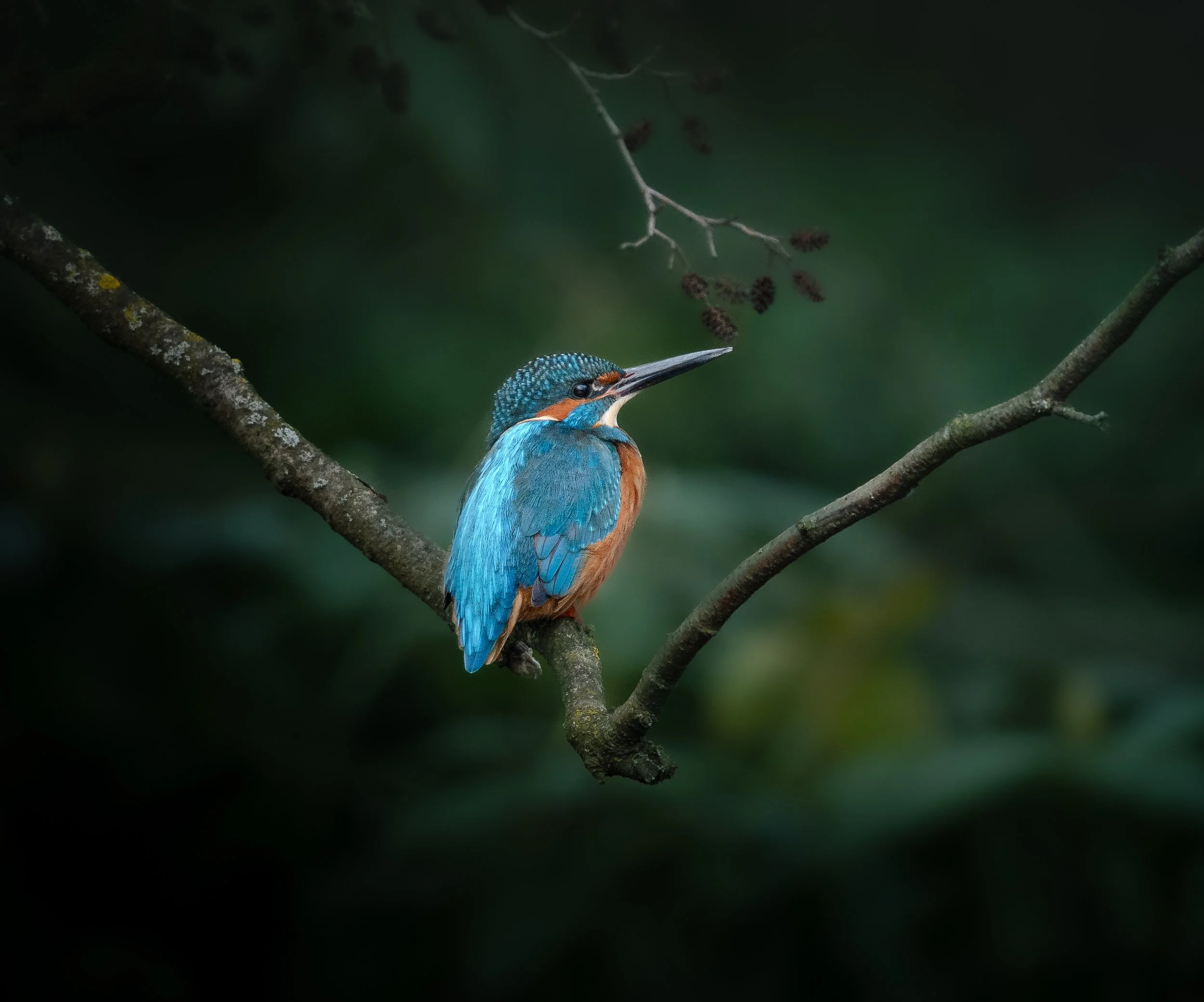 Wall Art - Kingfisher 1.JPG