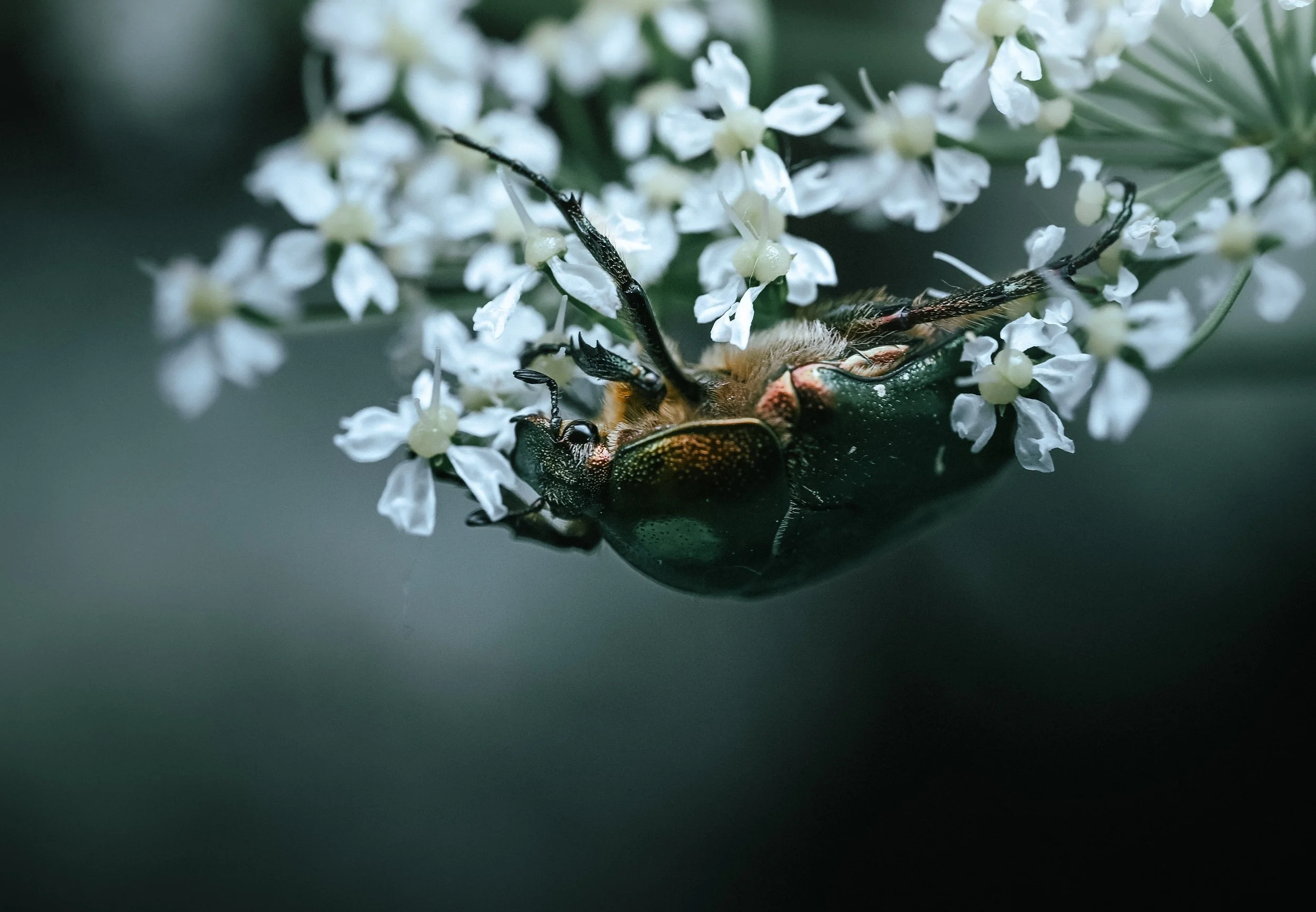 Green Beetle Vienna.JPG
