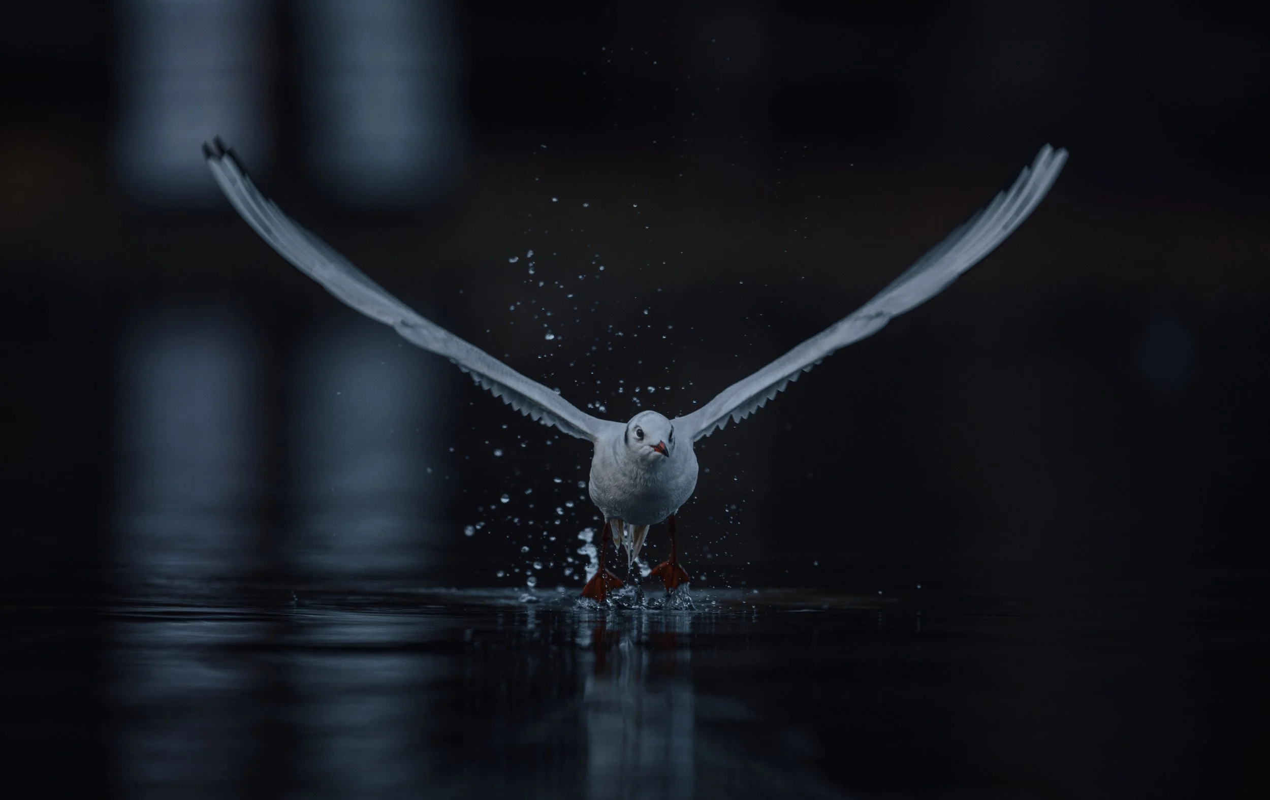 Gull 6.JPG