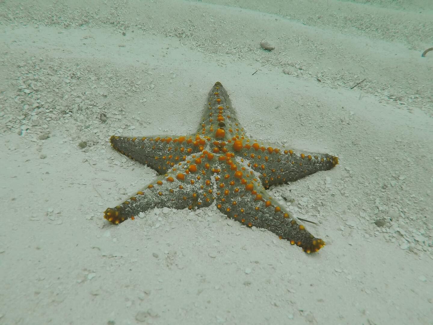 Chasing serenity at the northernmost point of Zanzibar, where the turquoise waters meet pristine shores. 🌊✨ 

Discover vibrant starfish near Nungwi beach: nature&rsquo;s artwork on display. 

#ZanzibarMagic #NungwiVibes #BeachEscape #starfish #starf