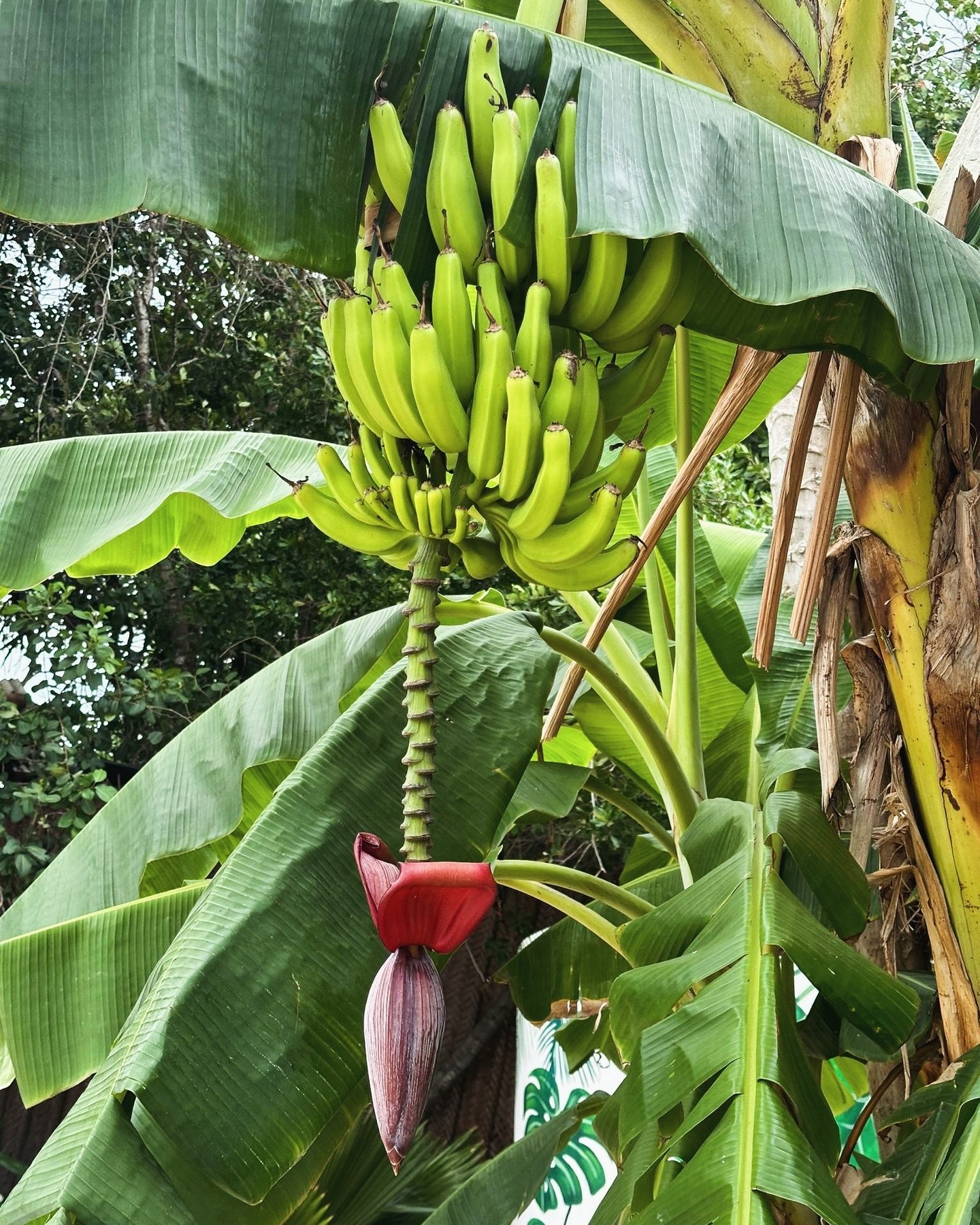 Hello nature lovers! Have you ever stopped to realize the beauty of the banana tree flower? 🌿 🌺 If not, let us introduce its uniqueness:
 🌼  Each flower produces a single banana bunch, which can have up to 20 hands of bananas 🍌🍌🍌🍌
Banana flowe