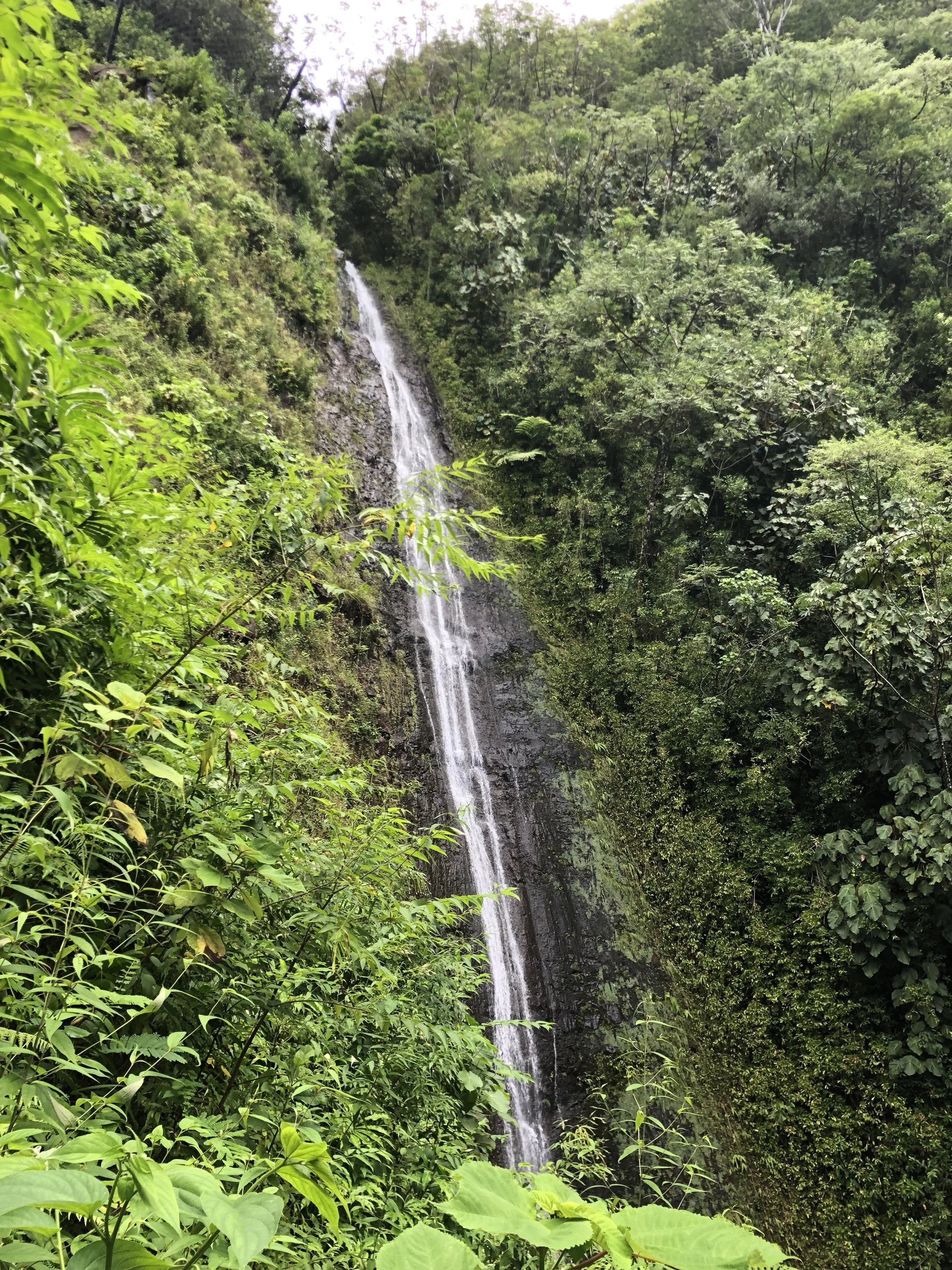 manoa falls 3860 manoa rd, honolulu