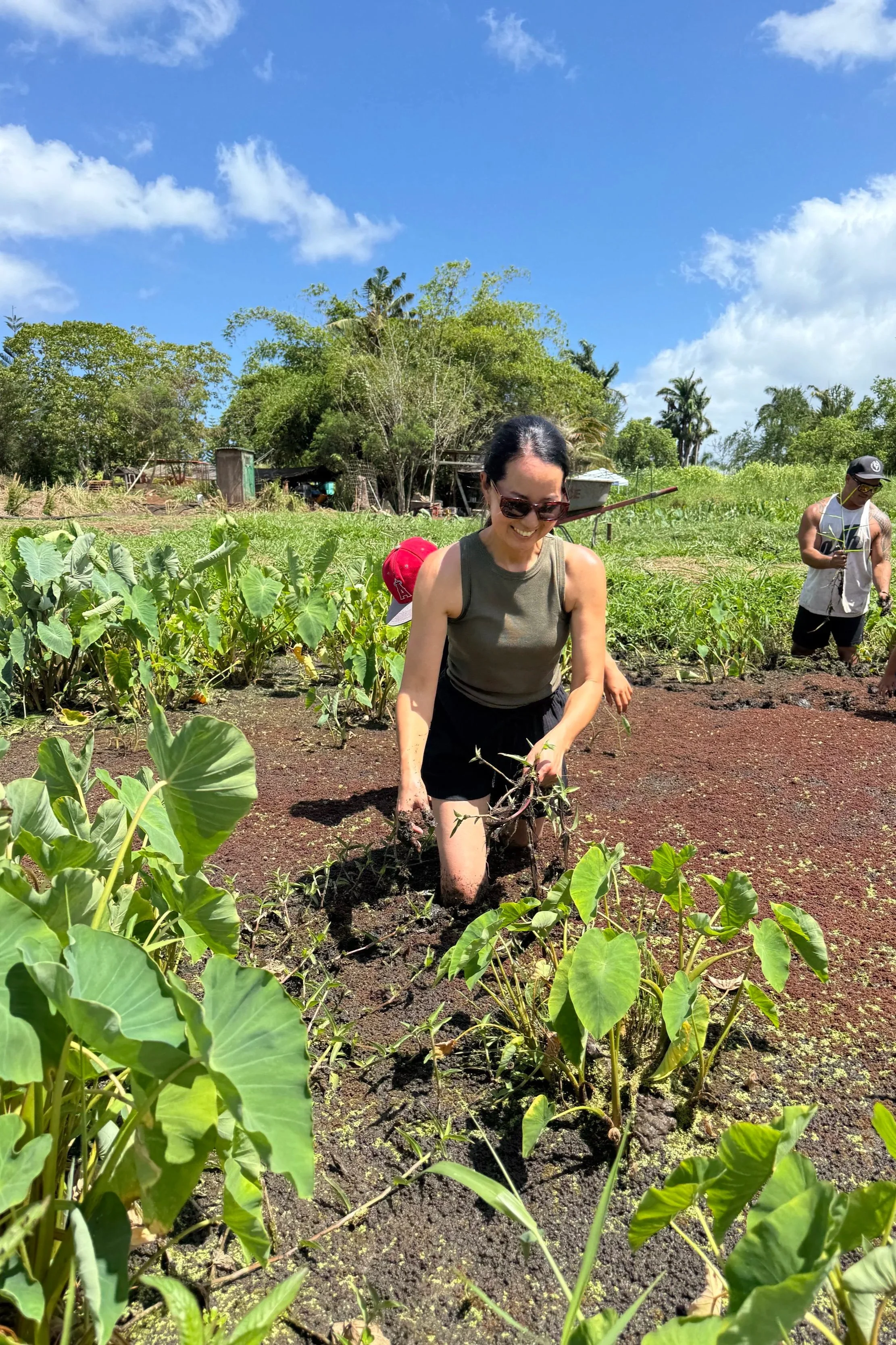 taro farm by laulau solutions, north shore