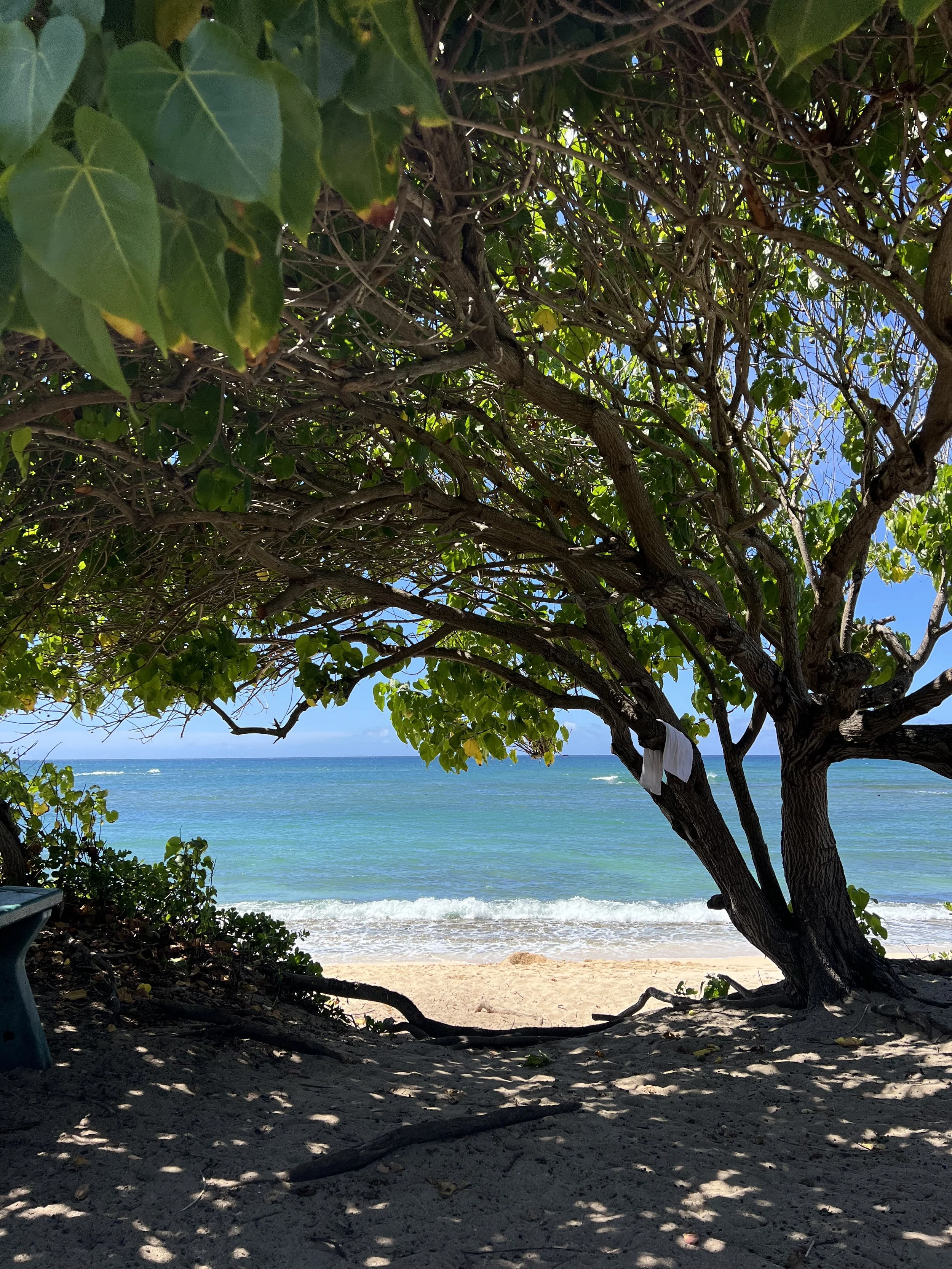 mokuleia beach, north shore
