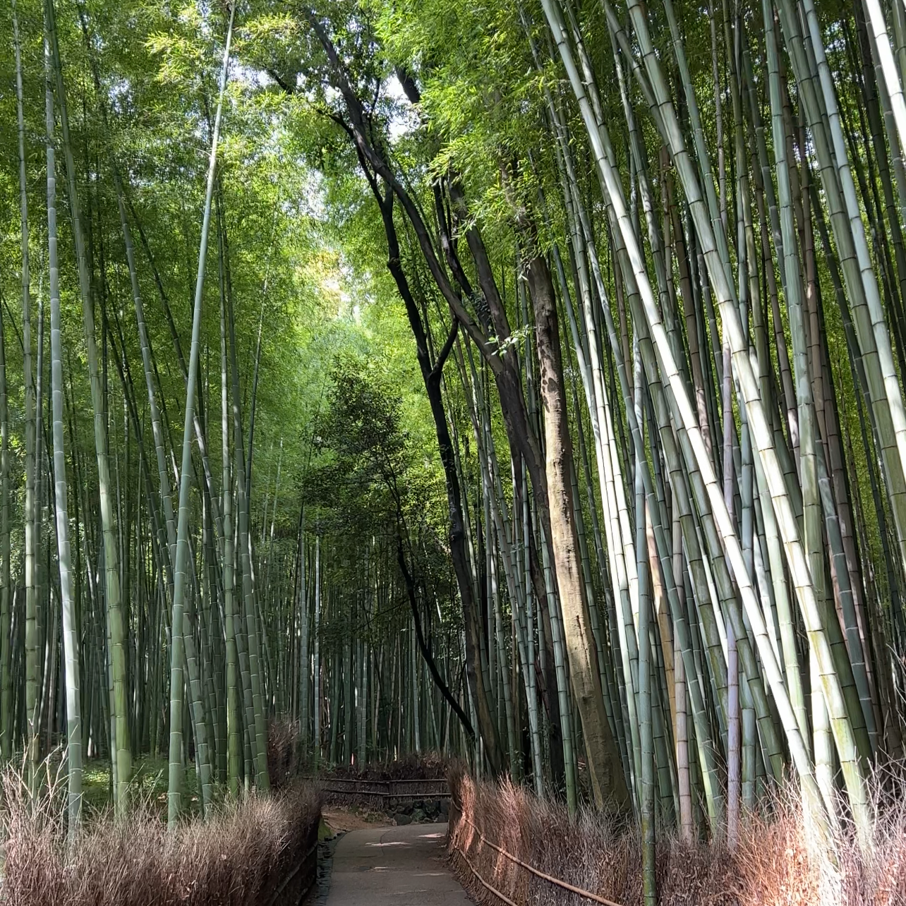 Kyoto Guide