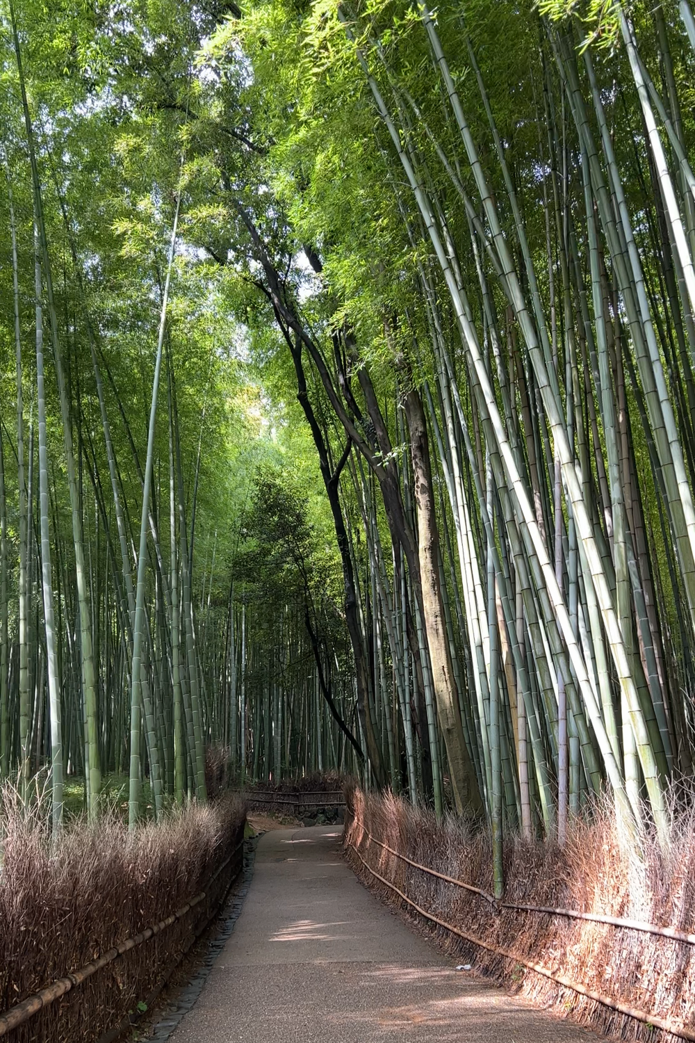 Arashiyama Bamboo Forest
