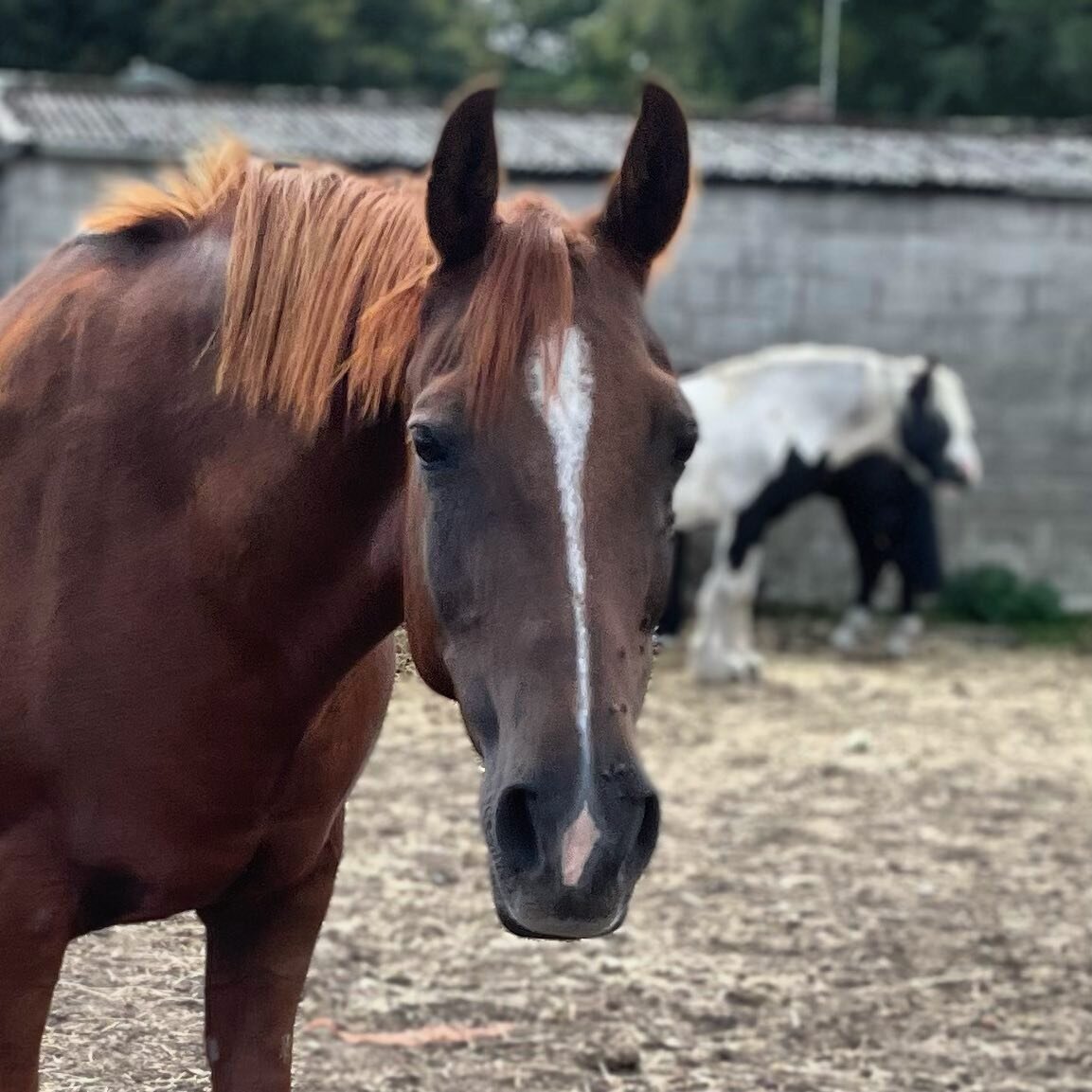 โญ๏ธ ๐๐ง๐ญ๐ซ๐จ๐๐ฎ๐๐ข๐ง๐ . . . Sam! A cute face and when ridden- lovely and forward going! he’s sweet and loves a fuss and a treat! โญ๏ธ #pony#riding#horse#horse-riding#ukridingschool#britishridingschool#ridinglesson#ponies#birtlesequestrian#rid