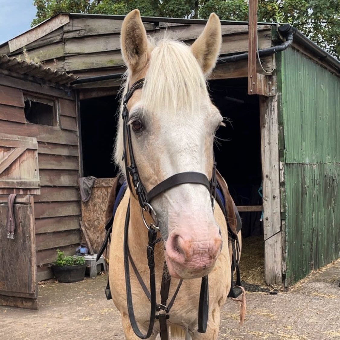 ⭐️ 𝐈𝐧𝐭𝐫𝐨𝐝𝐮𝐜𝐢𝐧𝐠 . . . Sky! He&rsquo;s a lovely gentle giant, has heaps of personality and will be your best pal if you itch the right spots! Enjoy&rsquo;s hacking and loves a bit of a fuss! ⭐️ #pony#riding#horse#horse-riding#ukridingschool#