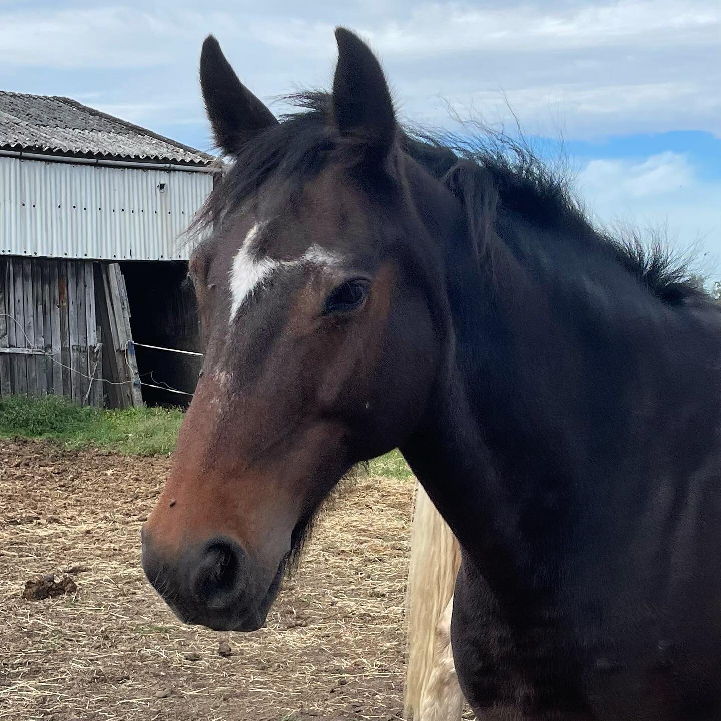 ⭐️ 𝐈𝐧𝐭𝐫𝐨𝐝𝐮𝐜𝐢𝐧𝐠 . . . Danny! A proper lovely horse and a cute sensitive soul! Loves a good jump and enjoys a bit of fun and games! ⭐️ #pony#riding#horse#horse-riding#ukridingschool#britishridingschool#ridinglesson#ponies#birtlesequestrian#r