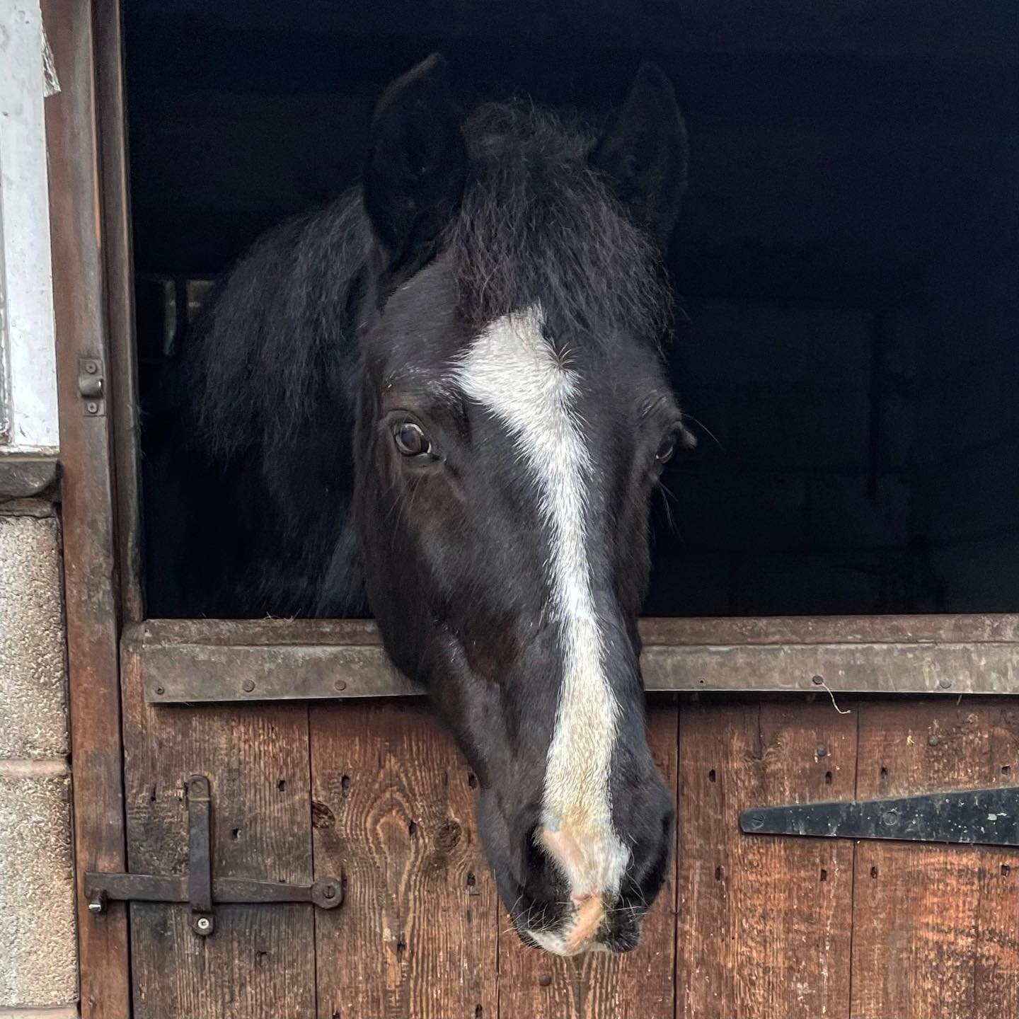 ⭐️ 𝐈𝐧𝐭𝐫𝐨𝐝𝐮𝐜𝐢𝐧𝐠 . . . Tyson! A handsome chap with heaps of personality. He&rsquo;s a proper gent of a pony and enjoys playing with one of the biggest at birtles, Ben! ⭐️ #pony#riding#horse#horse-riding#ukridingschool#britishridingschool#rid