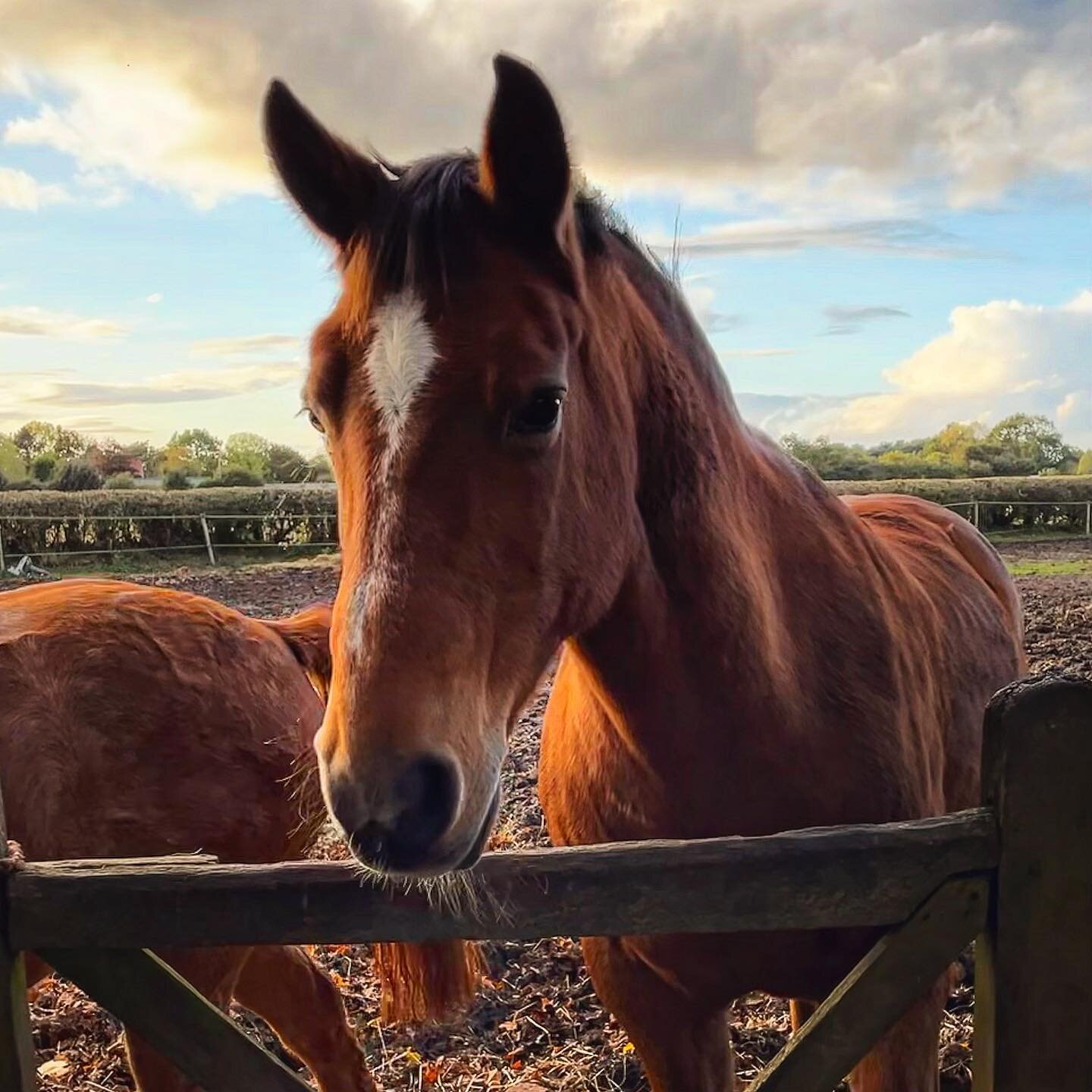 ⭐️ 𝐈𝐧𝐭𝐫𝐨𝐝𝐮𝐜𝐢𝐧𝐠 . . . Oliver! A lovely cheeky chap, he&rsquo;s used with the complete beginners and can be the total gentleman!  but, he can still give the more advanced riders a run for their money. definitely a loved dude &amp; a favourit