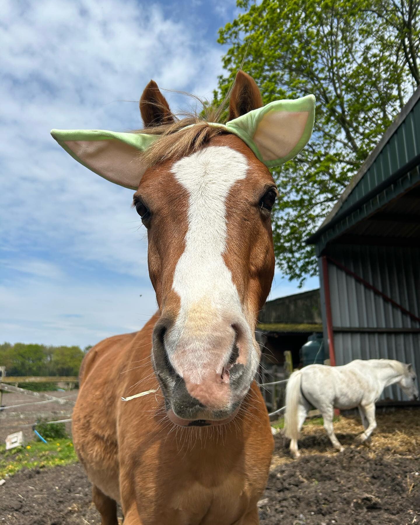 💫may the 4th be with you!💫 (but it gets progressively worse!) #starwarsday#starwars#horse#horses#pony#ponies#birtlesequestrian#horseriding#horsesofinstagram#ridingwithhorsemanship