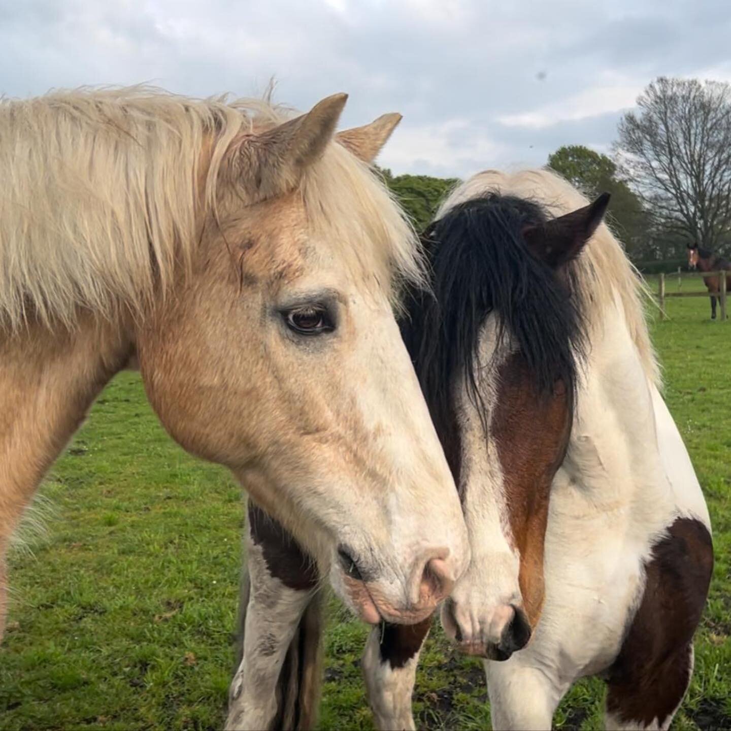 📣new kid on the block!📣 everyone, meet eric! he&rsquo;s a handsome chap who&rsquo;s recently joined our herd at birtles equestrian. he&rsquo;s one of a kind with the sweetest of personalities! so, so calm and a proper looker too! (pictured with one