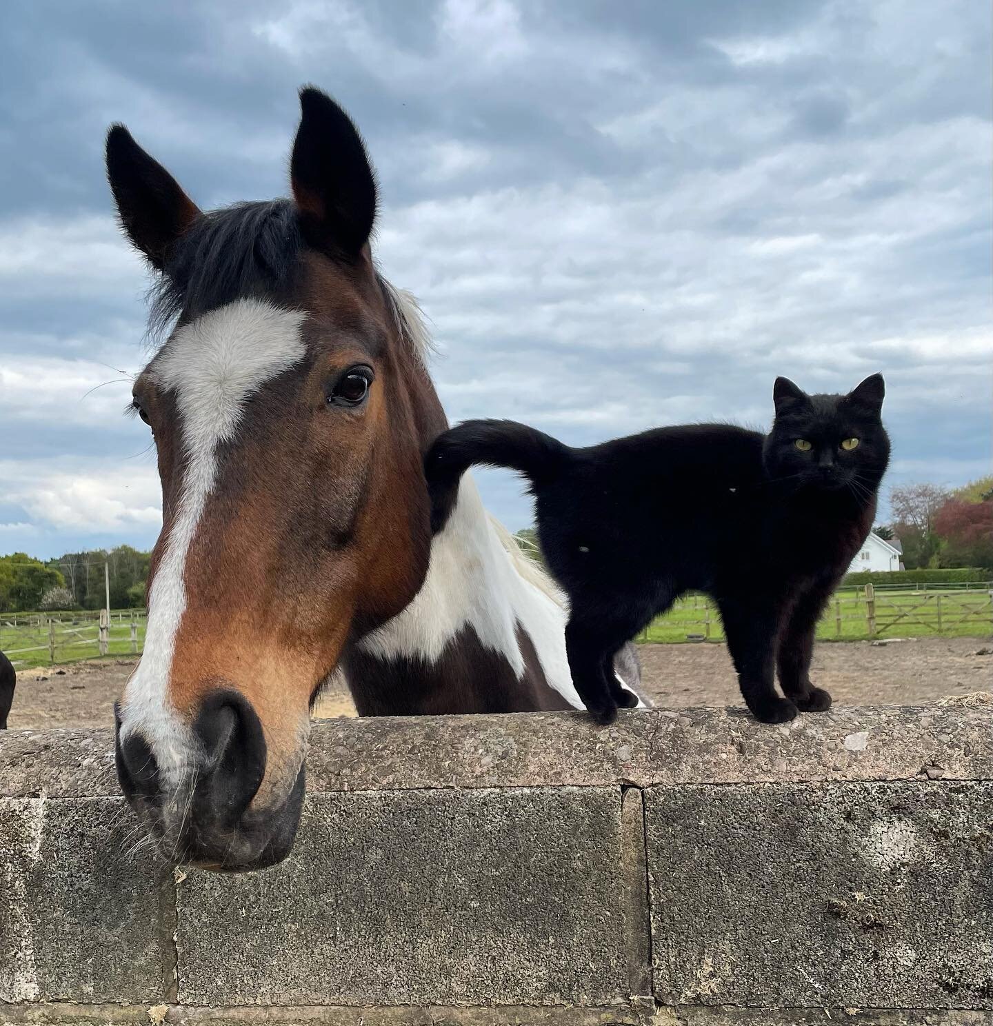 ⭐️ 𝐈𝐧𝐭𝐫𝐨𝐝𝐮𝐜𝐢𝐧𝐠 . . . George! A very intelligent lad, he's got sweet eyes but is often playing with the others! Magic, also in the picture, is another one of his (much smaller!) four legged friends. ⭐️ #pony#riding#horse#horse-riding#ukridi