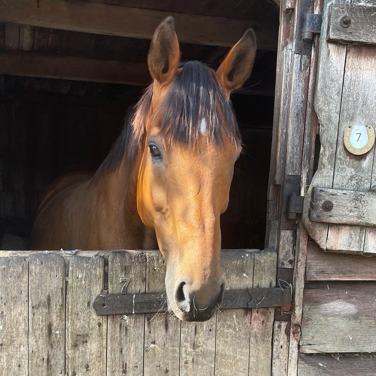⭐️ 𝐈𝐧𝐭𝐫𝐨𝐝𝐮𝐜𝐢𝐧𝐠 . . . Benji! A lovely horse with a very kind soul. Though, he definitely has his cheeky antics and moments that shine through! Has some lovely paces, a delight to ride. ⭐️ #pony#riding#horse#horse-riding#ukridingschool#briti