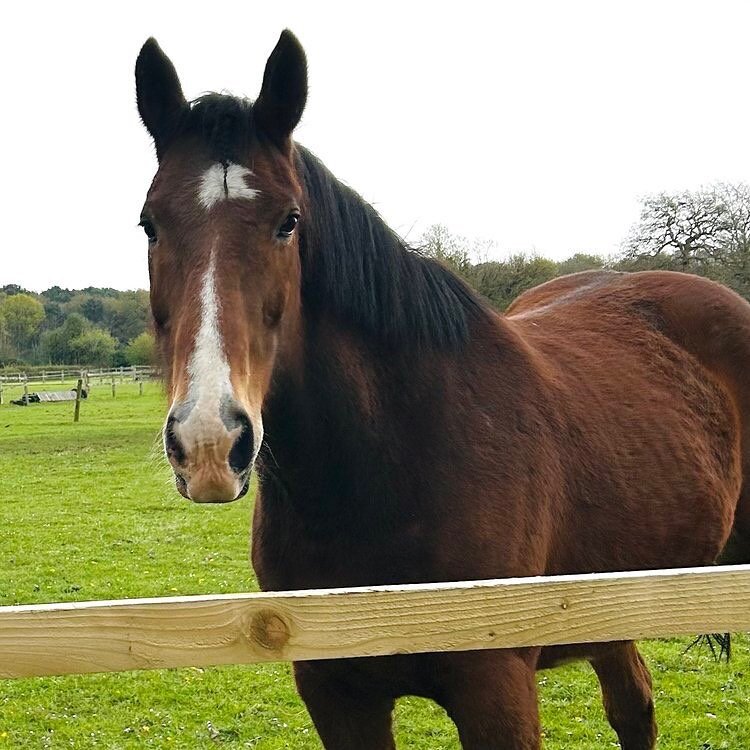 ⭐️ 𝐈𝐧𝐭𝐫𝐨𝐝𝐮𝐜𝐢𝐧𝐠 . . . Murphy! A proper hardy, cheeky chap that loves a treat and a good cuddle! One of our bigger ones here, he definitely fits in the gentle giant category! ⭐️ #pony#riding#horse#horse-riding#ukridingschool#britishridingsch