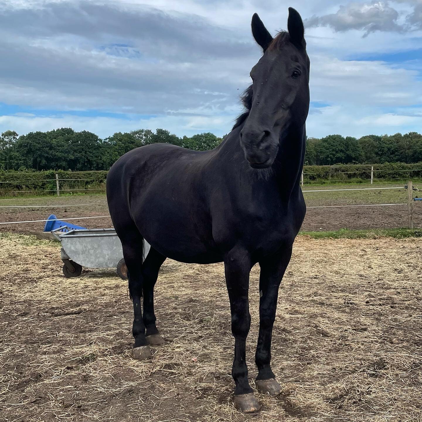 ⭐️ 𝐈𝐧𝐭𝐫𝐨𝐝𝐮𝐜𝐢𝐧𝐠 . . . Ben! The largest here at Birtles Equestrian, and one of the loveliest! He's a bit of a goofball, but definitely a lovely mover. He's got heaps of personality and he's definitely not afraid to show it on the yard! ⭐️ #p