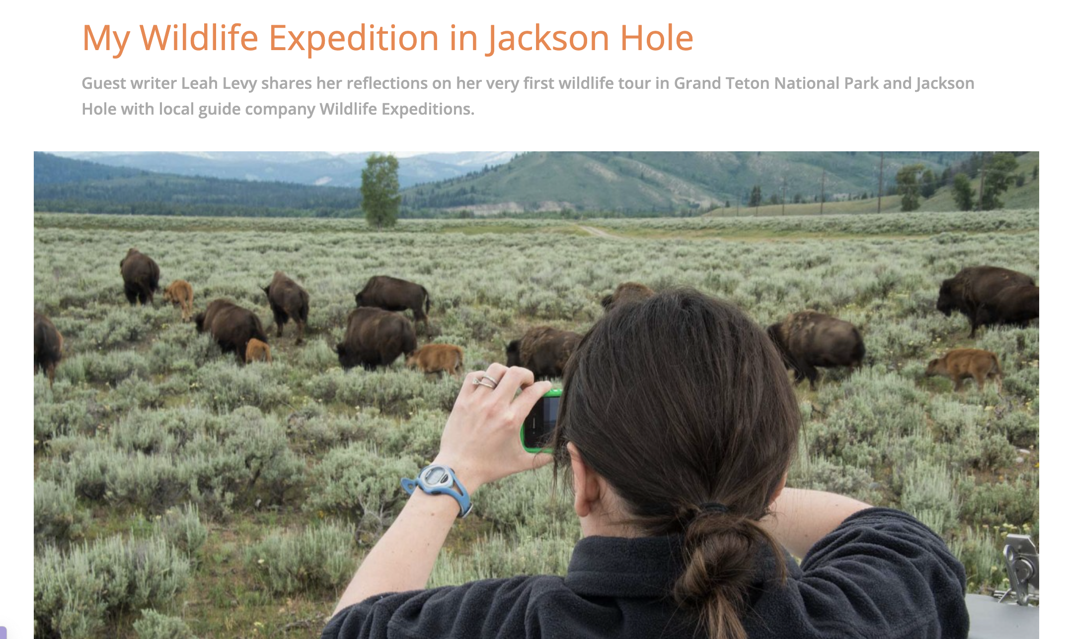 A woman taking pictures of buffalo