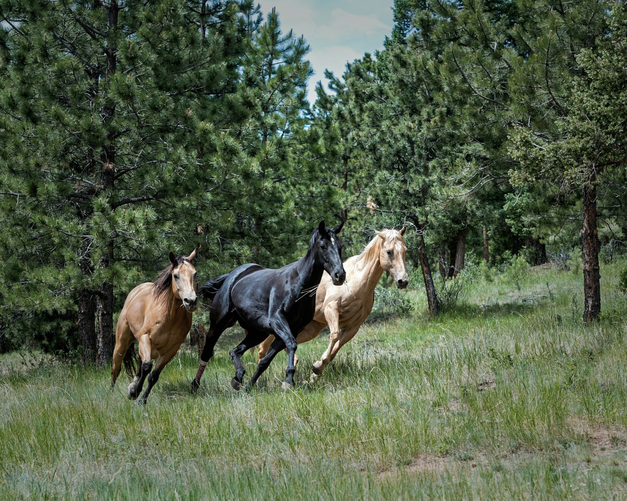 Three horses running through a meadow with trees in the background