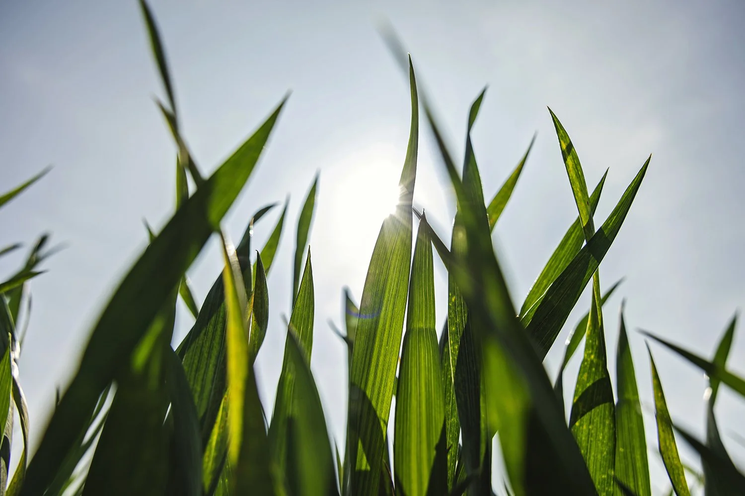 BASF - Revystar - IMG_4263.jpg