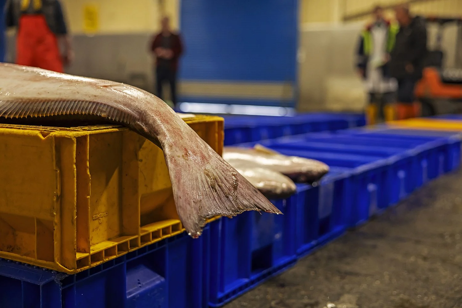 Market - IMG_0944.jpg