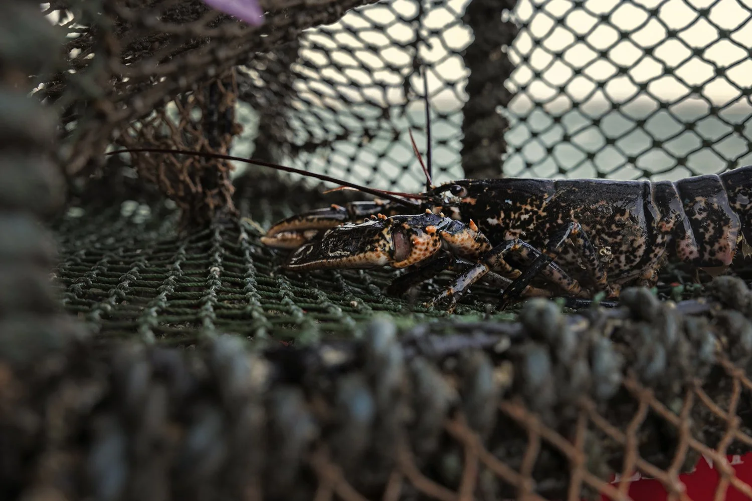  Jimmie Dawson -  IMG_4947.jpg