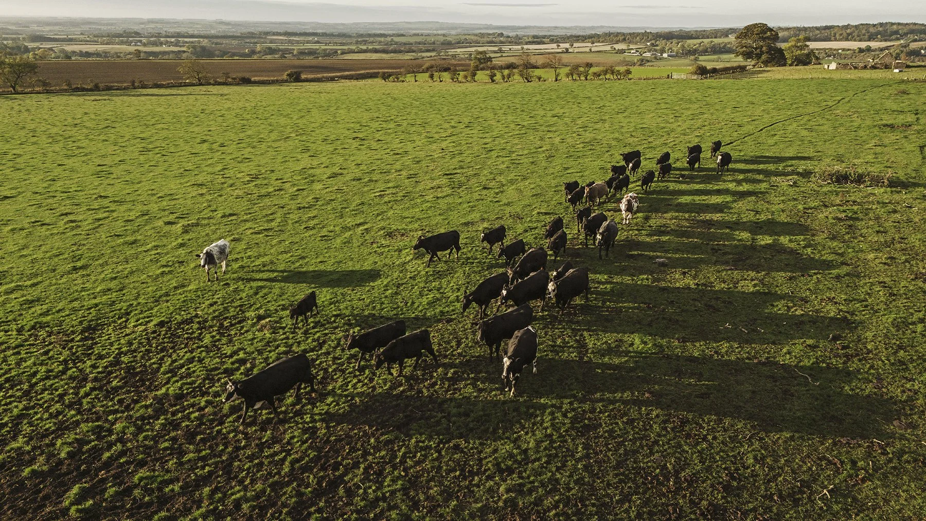 Cows_DJI_20251008083748_0014_D.jpg