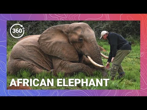 Saving Giants: How South Africa is Reshaping the Future for Elephants