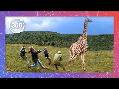 Giraffe Rodeo - Saving Giraffes from Extinction: Wildlife Vets on a Relocation Mission