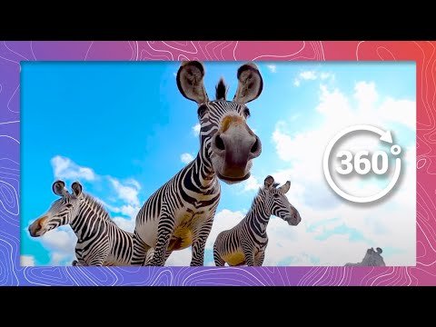A Herd of Grévy's Zebra Surround the Camera | Wildlife in 360 VR