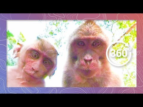 Mischievous Macaques Monkey Around with Camera | Wildlife in 360 VR